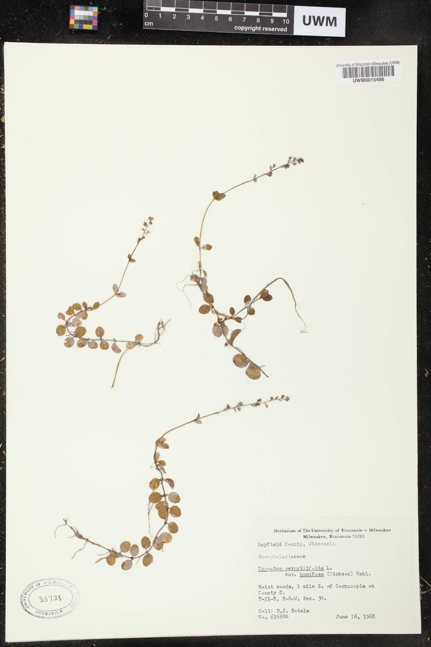 Veronica serpyllifolia image