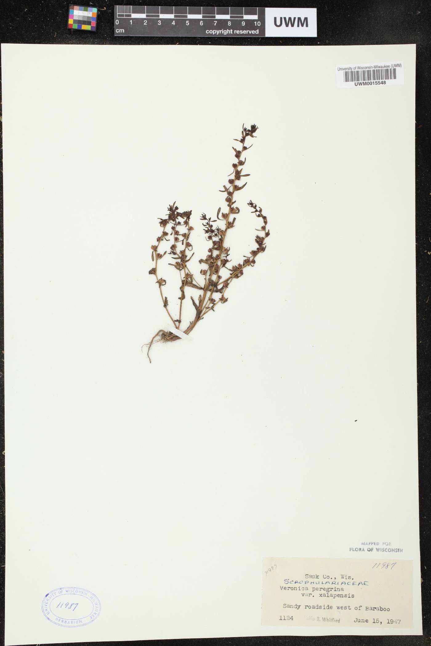 Veronica officinalis image