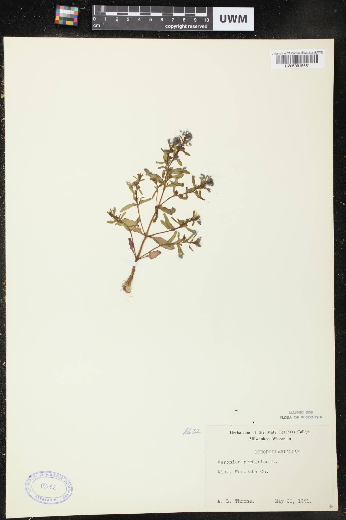 Veronica officinalis image