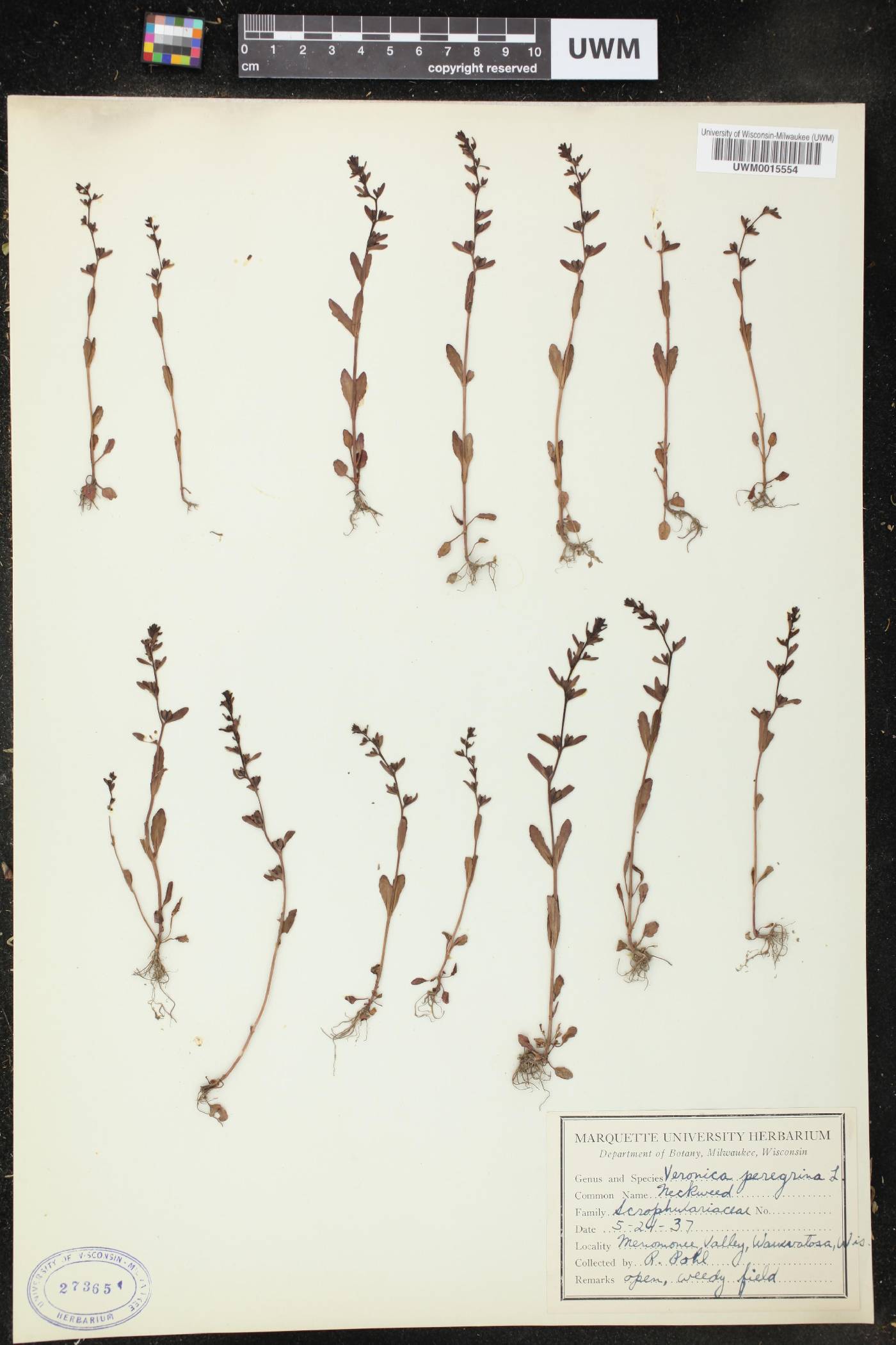 Veronica officinalis image