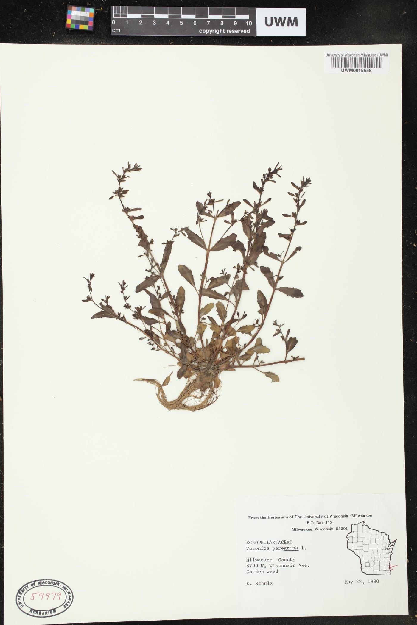 Veronica officinalis image