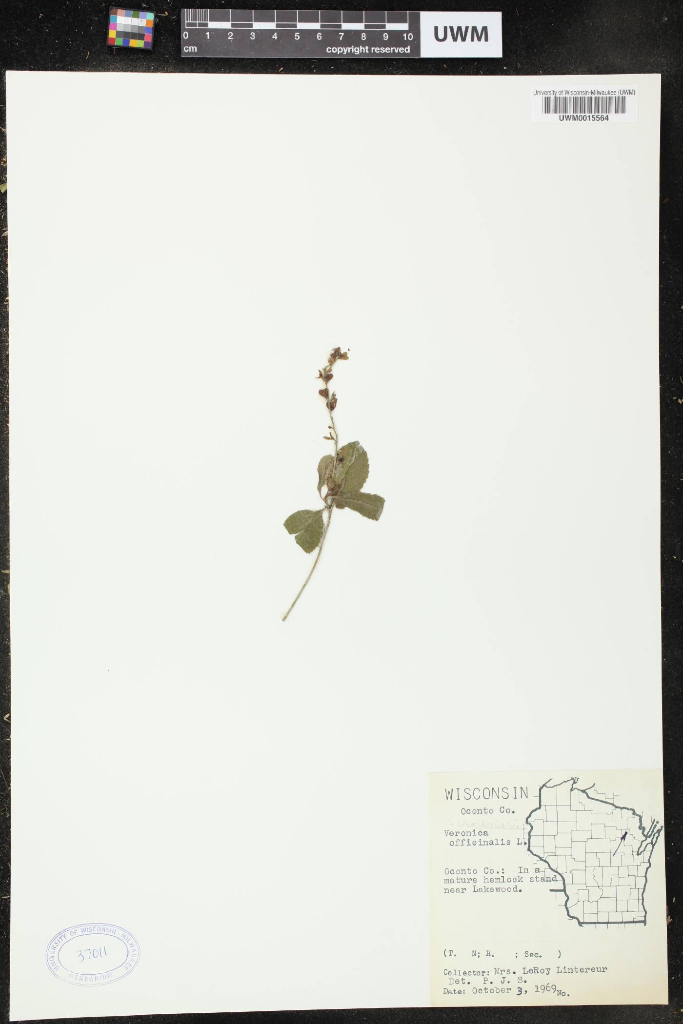 Veronica officinalis image