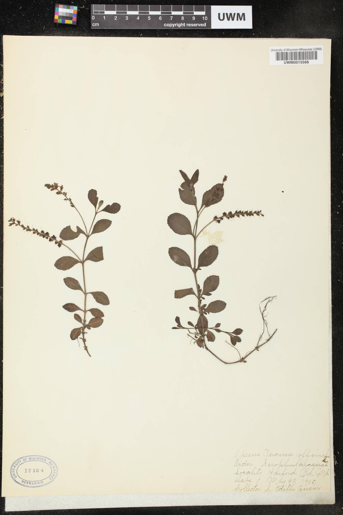 Veronica officinalis image