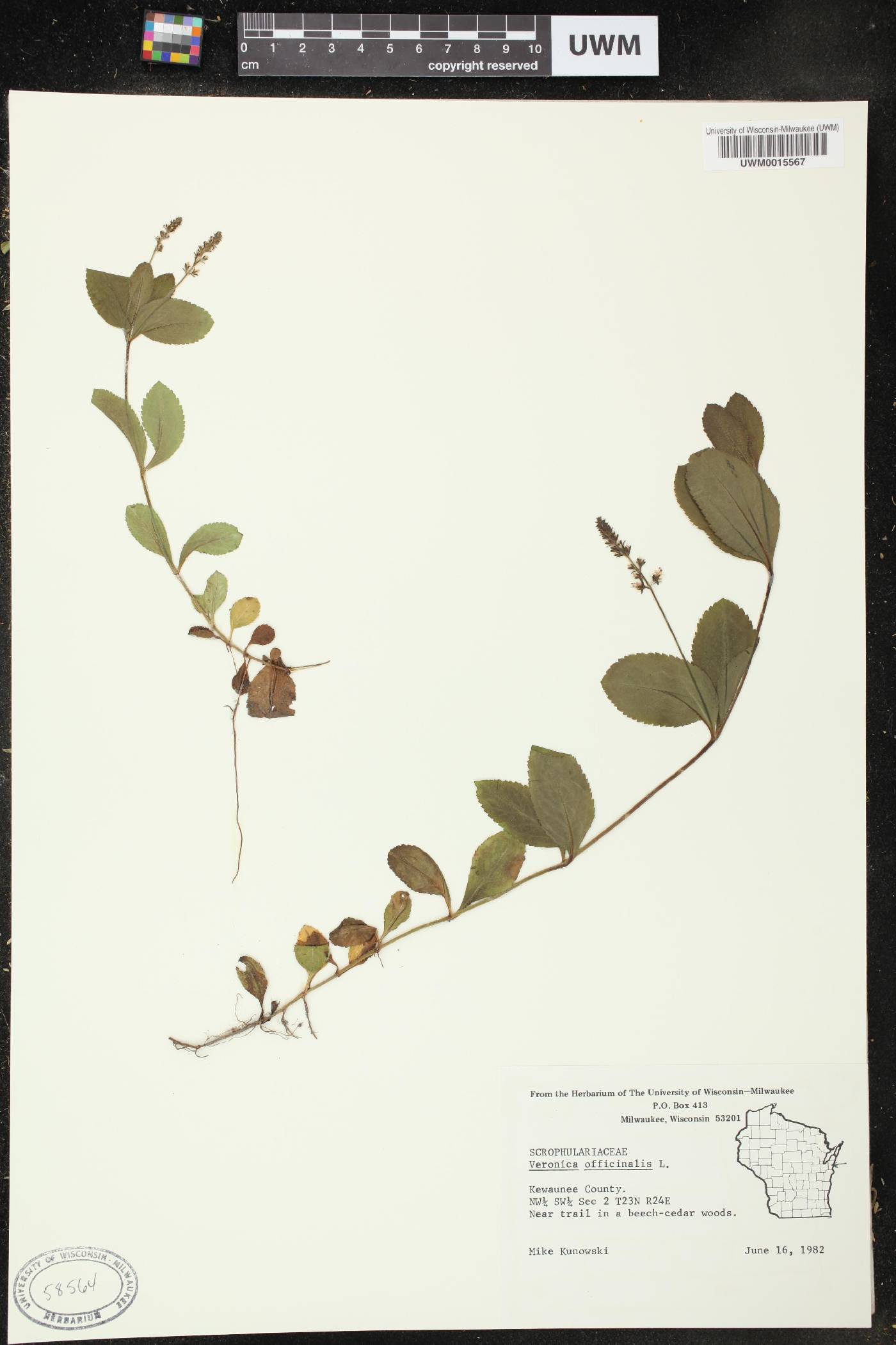 Veronica officinalis image