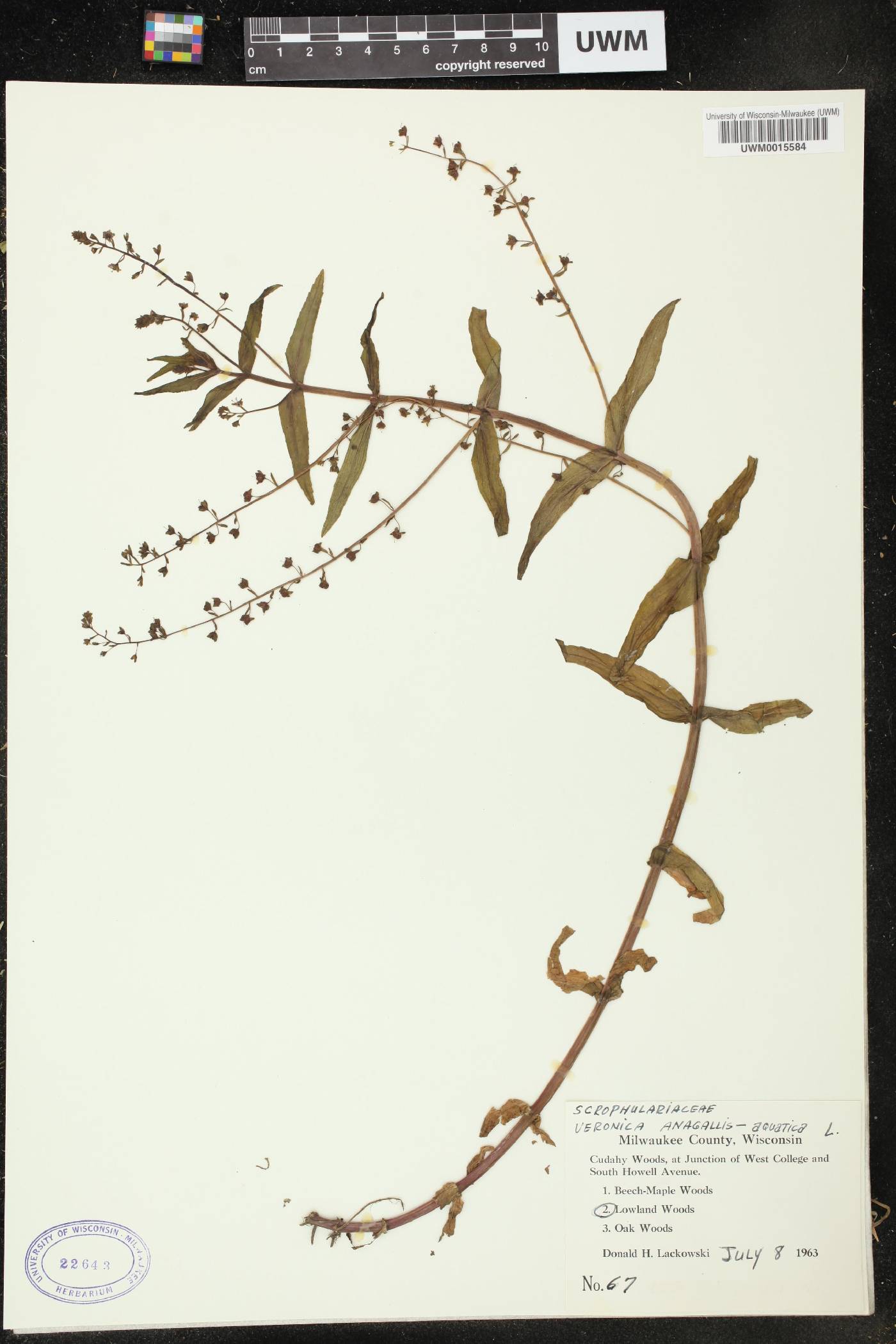 Veronica anagallis-aquatica image