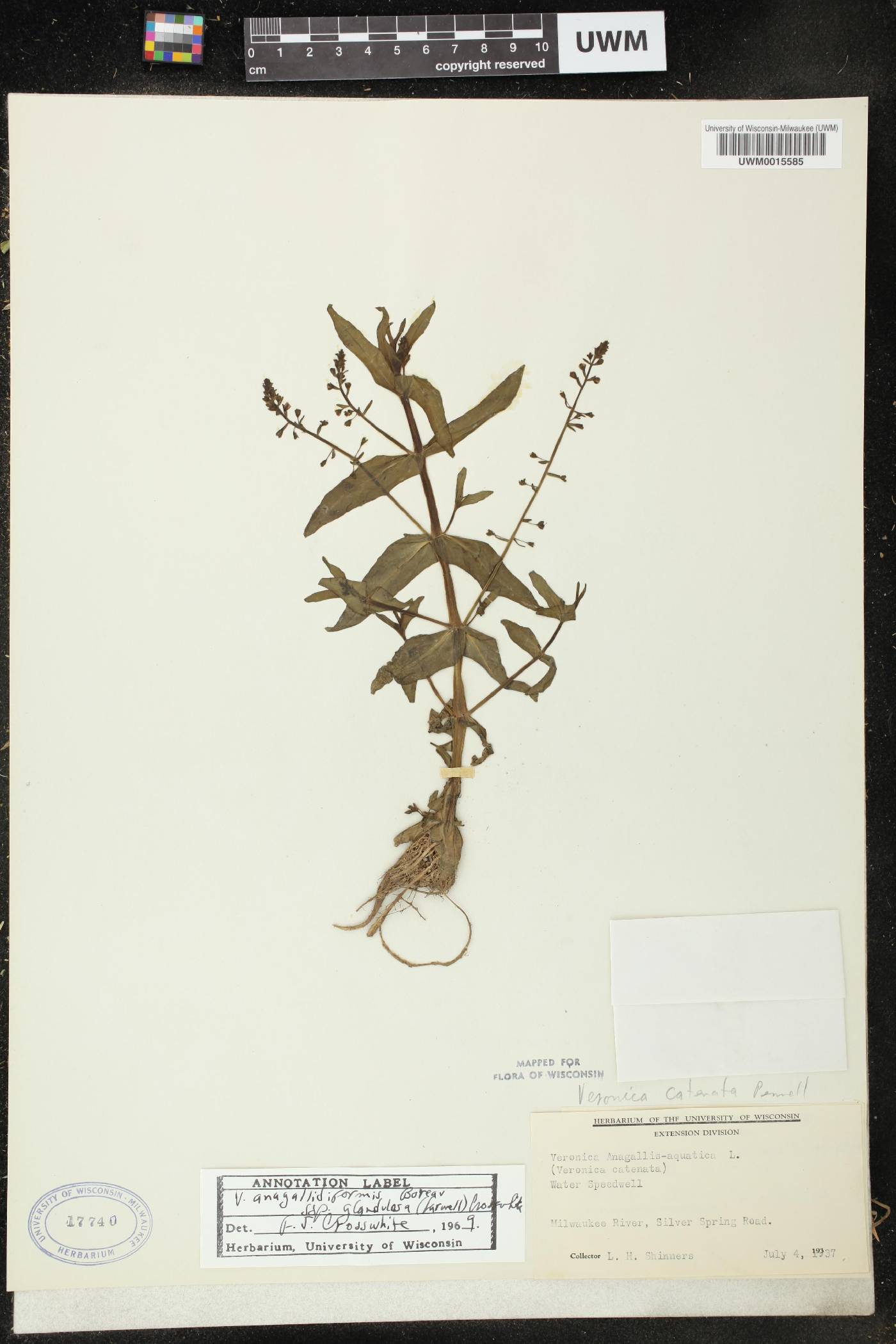 Veronica anagallis-aquatica image