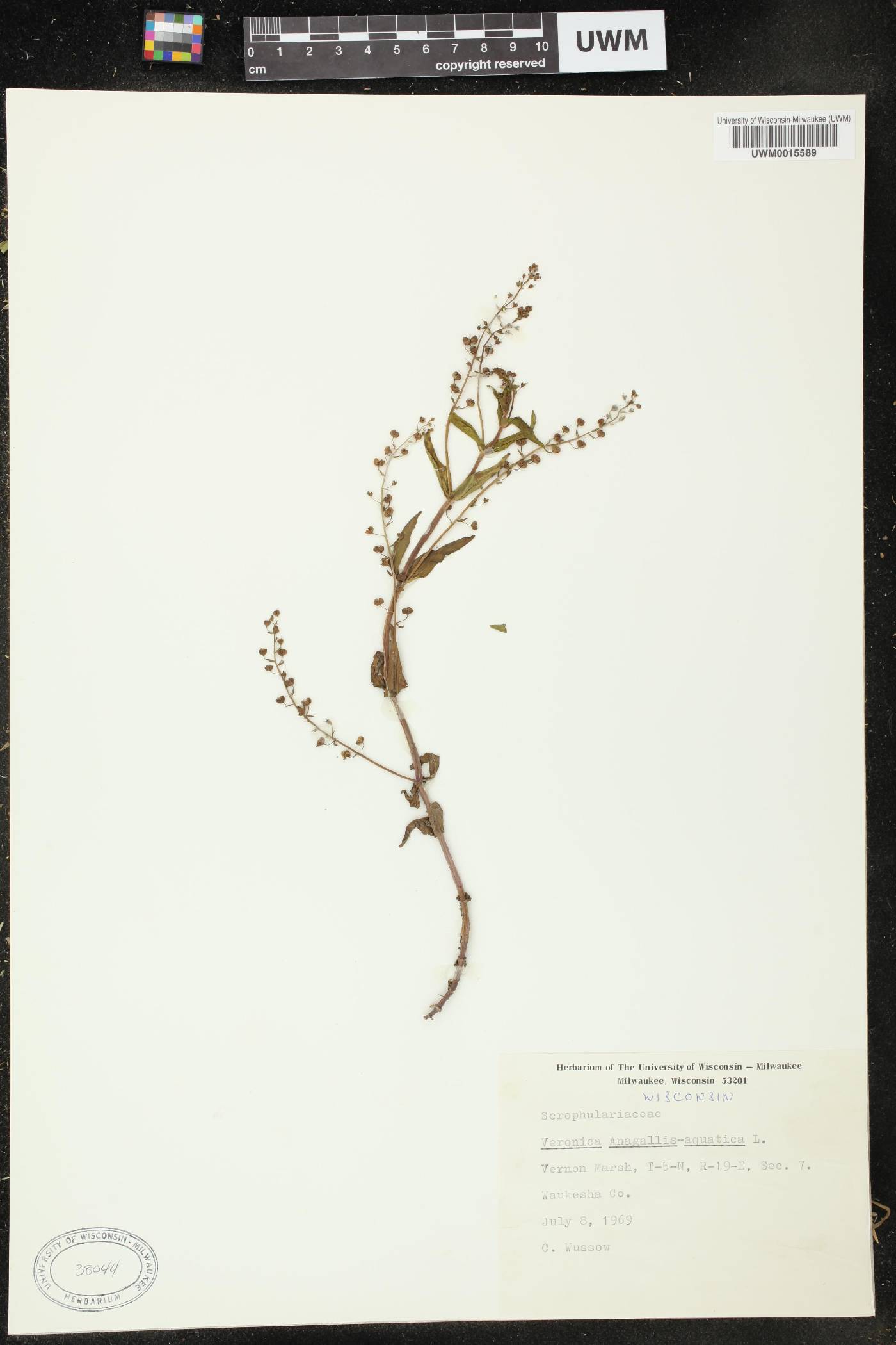 Veronica anagallis-aquatica image