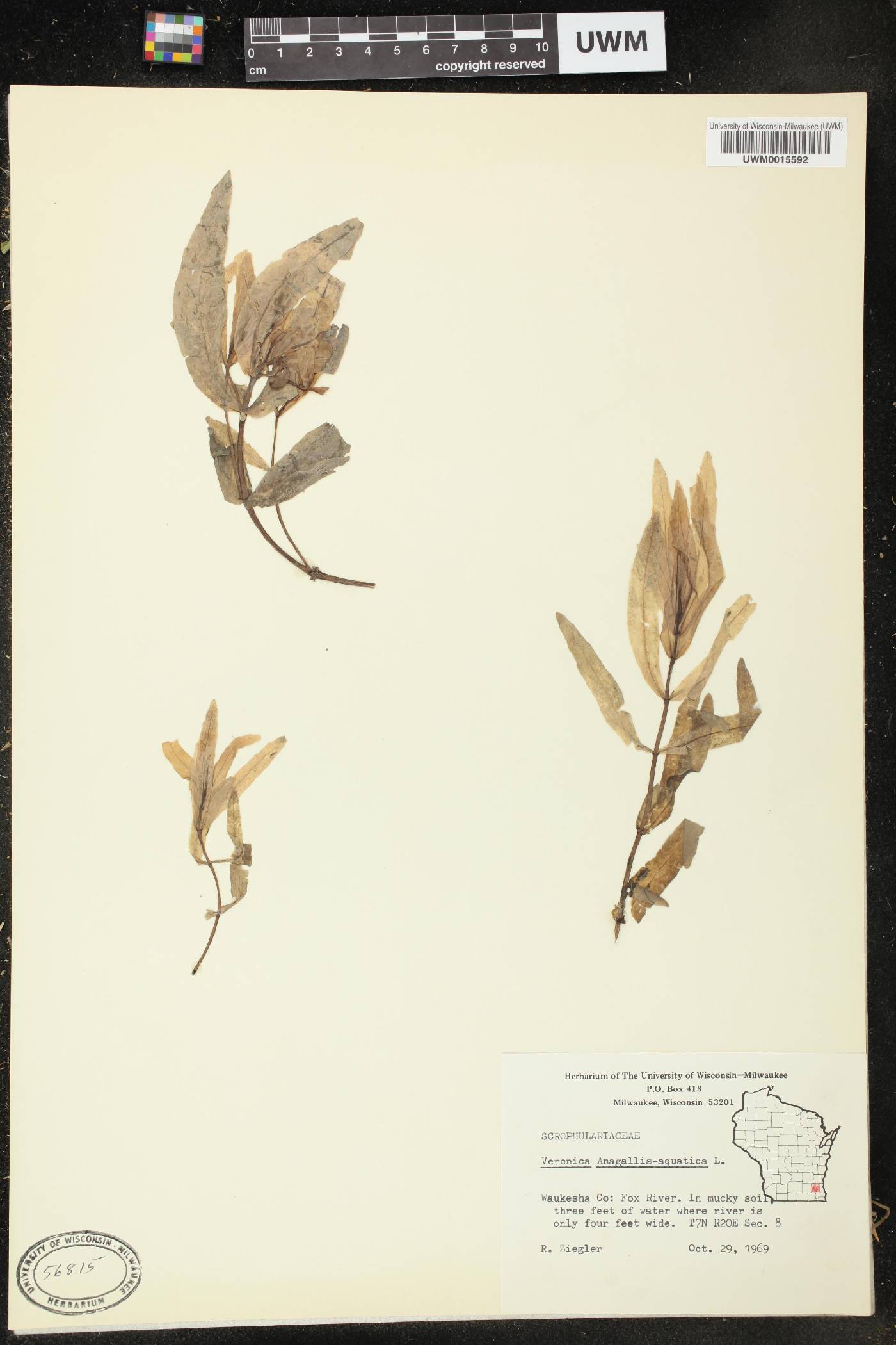 Veronica anagallis-aquatica image
