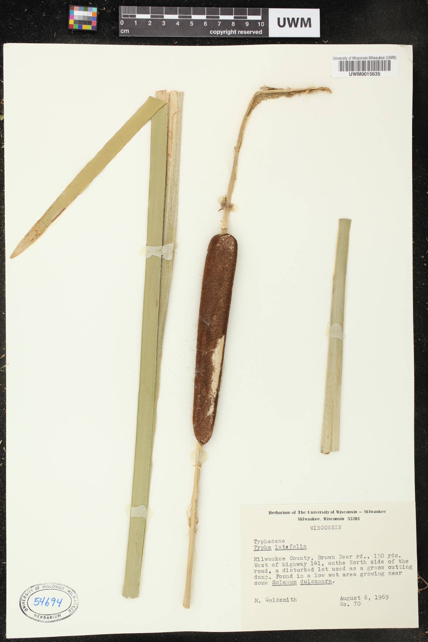 Typha latifolia image