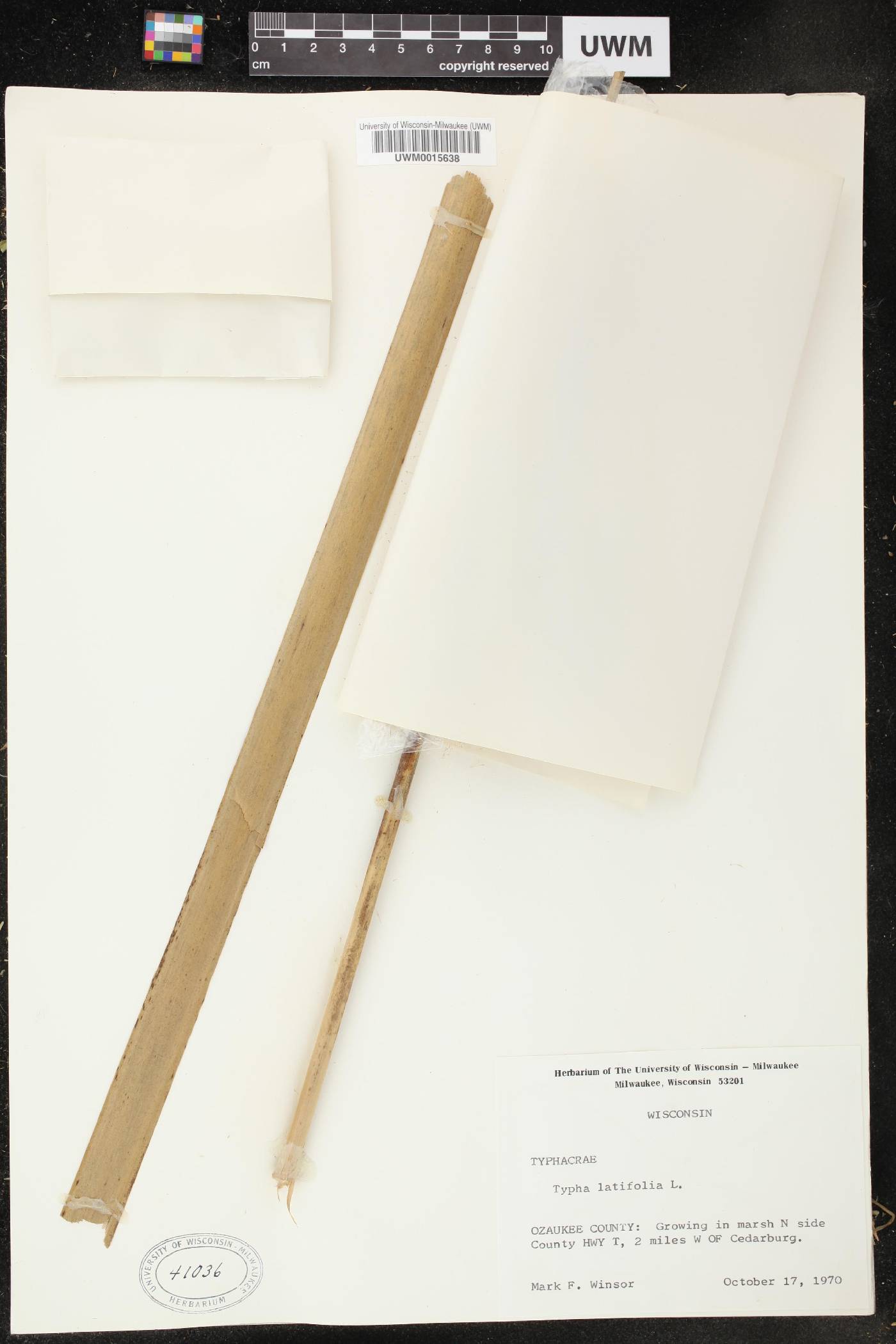 Typha latifolia image