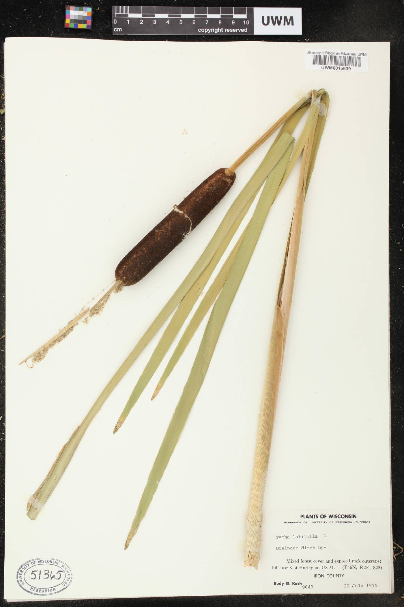 Typha latifolia image