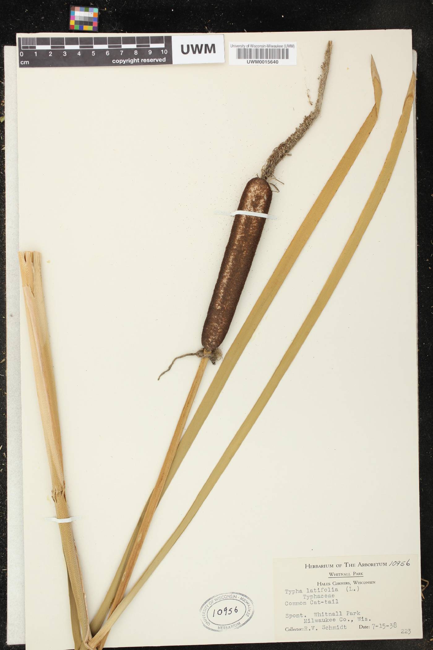 Typha latifolia image