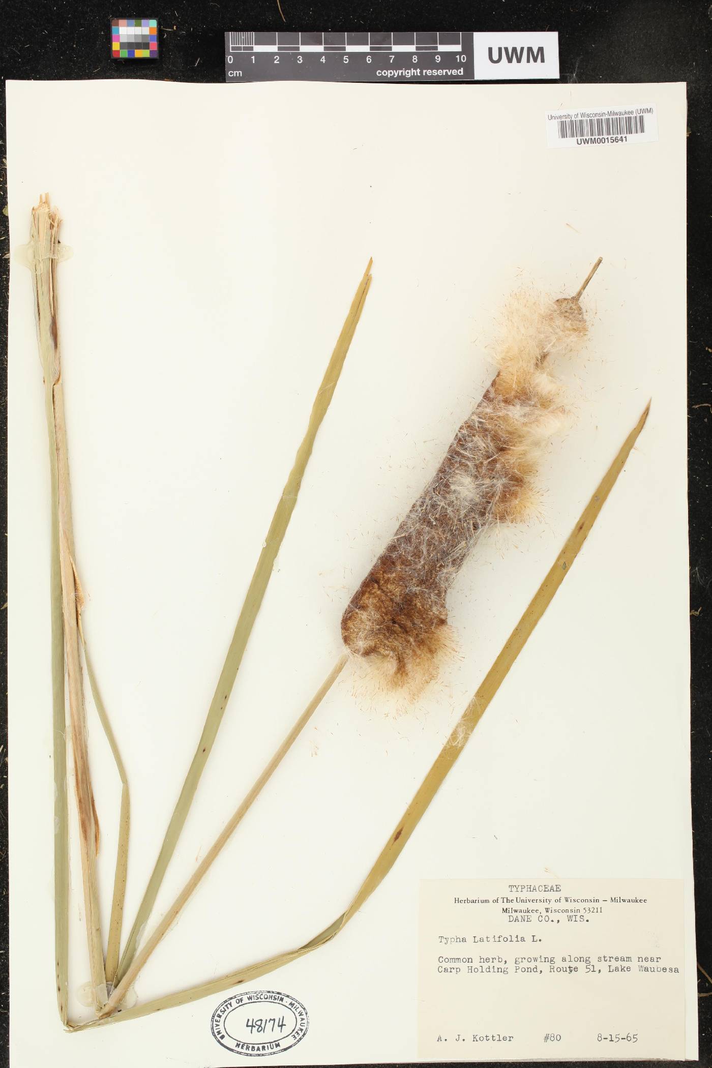 Typha latifolia image