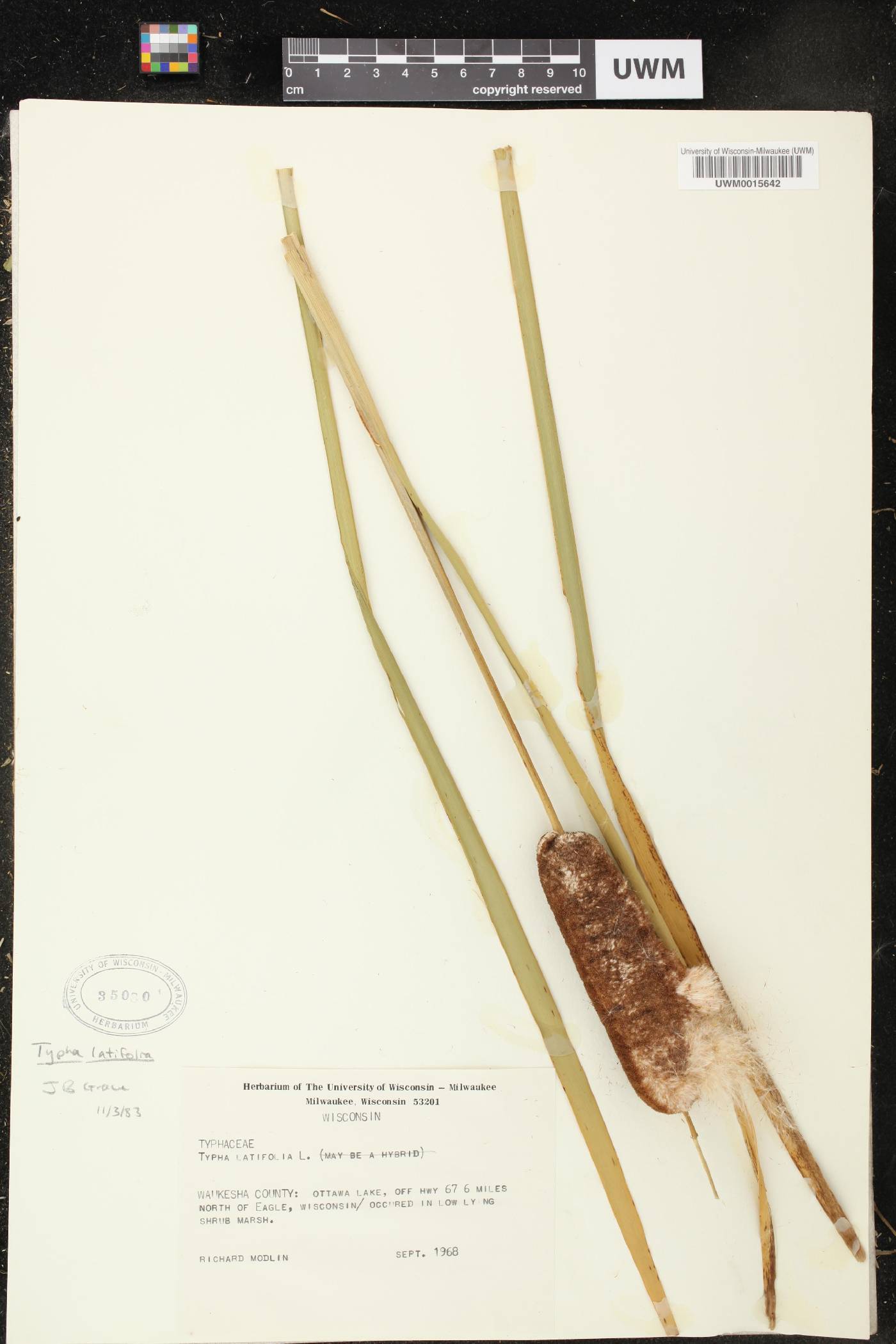 Typha latifolia image