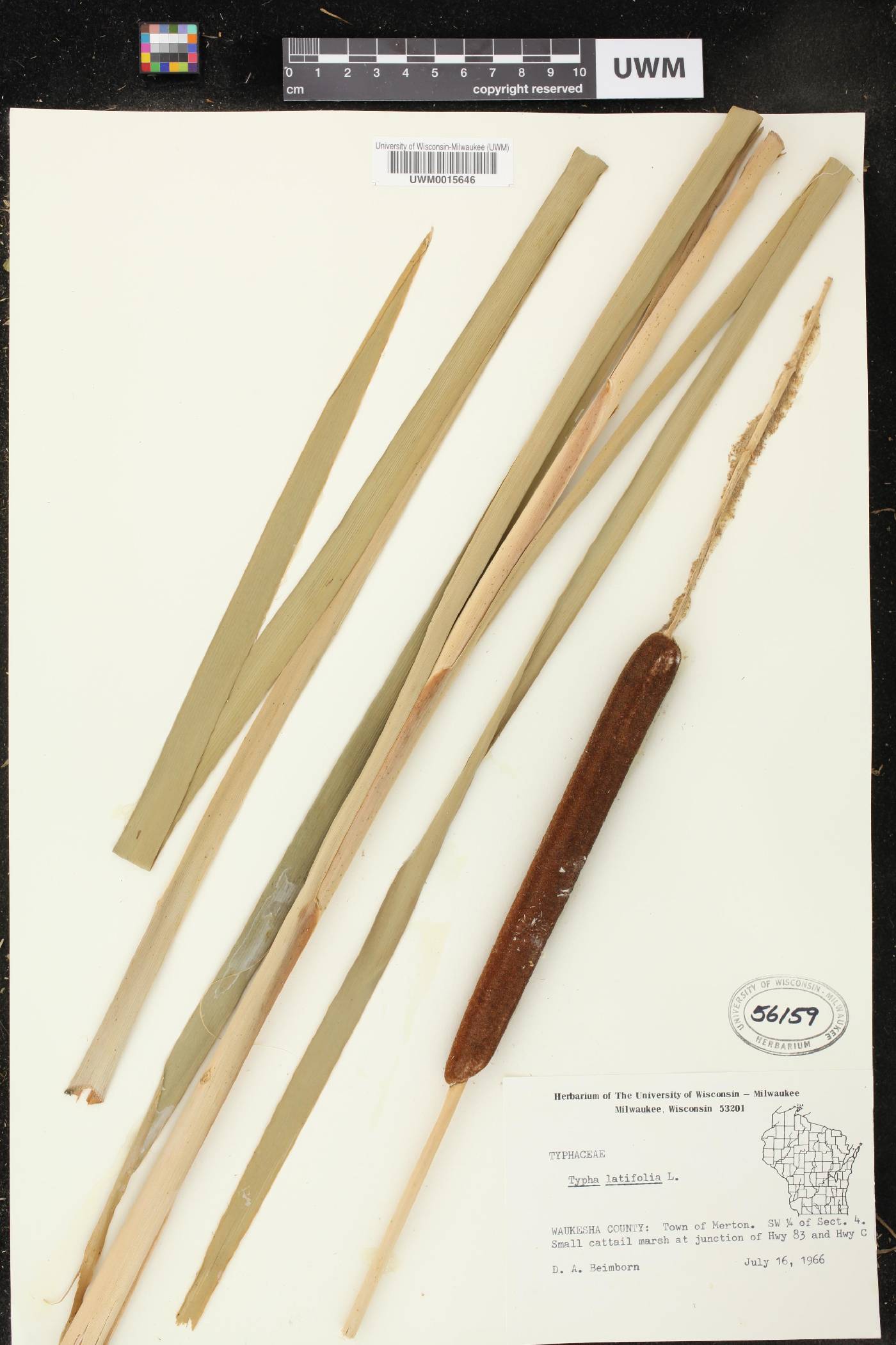 Typha latifolia image