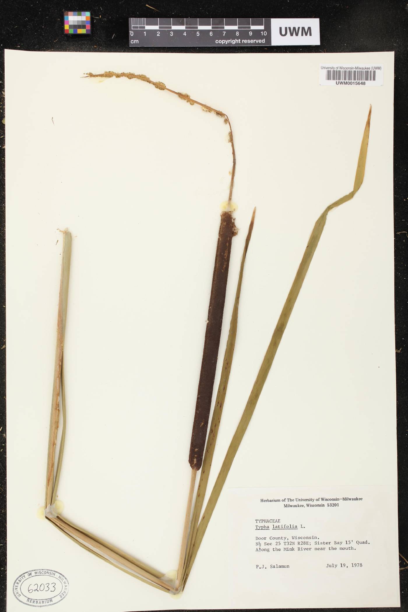 Typha latifolia image
