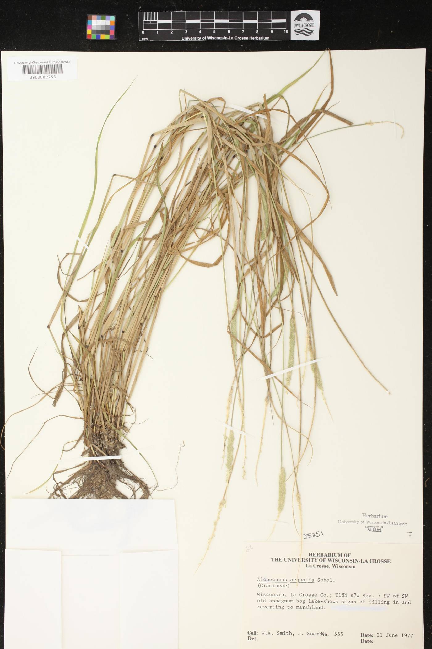 Alopecurus aequalis image