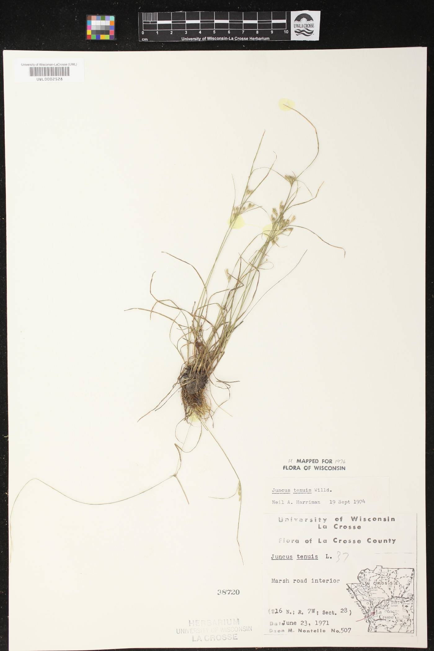 Juncus tenuis image