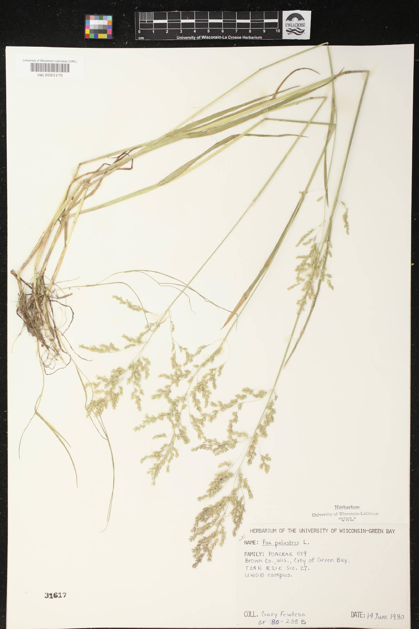 Poa palustris image