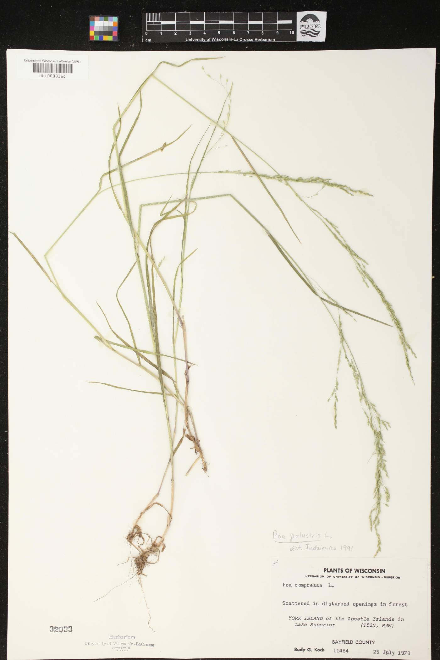 Poa palustris image