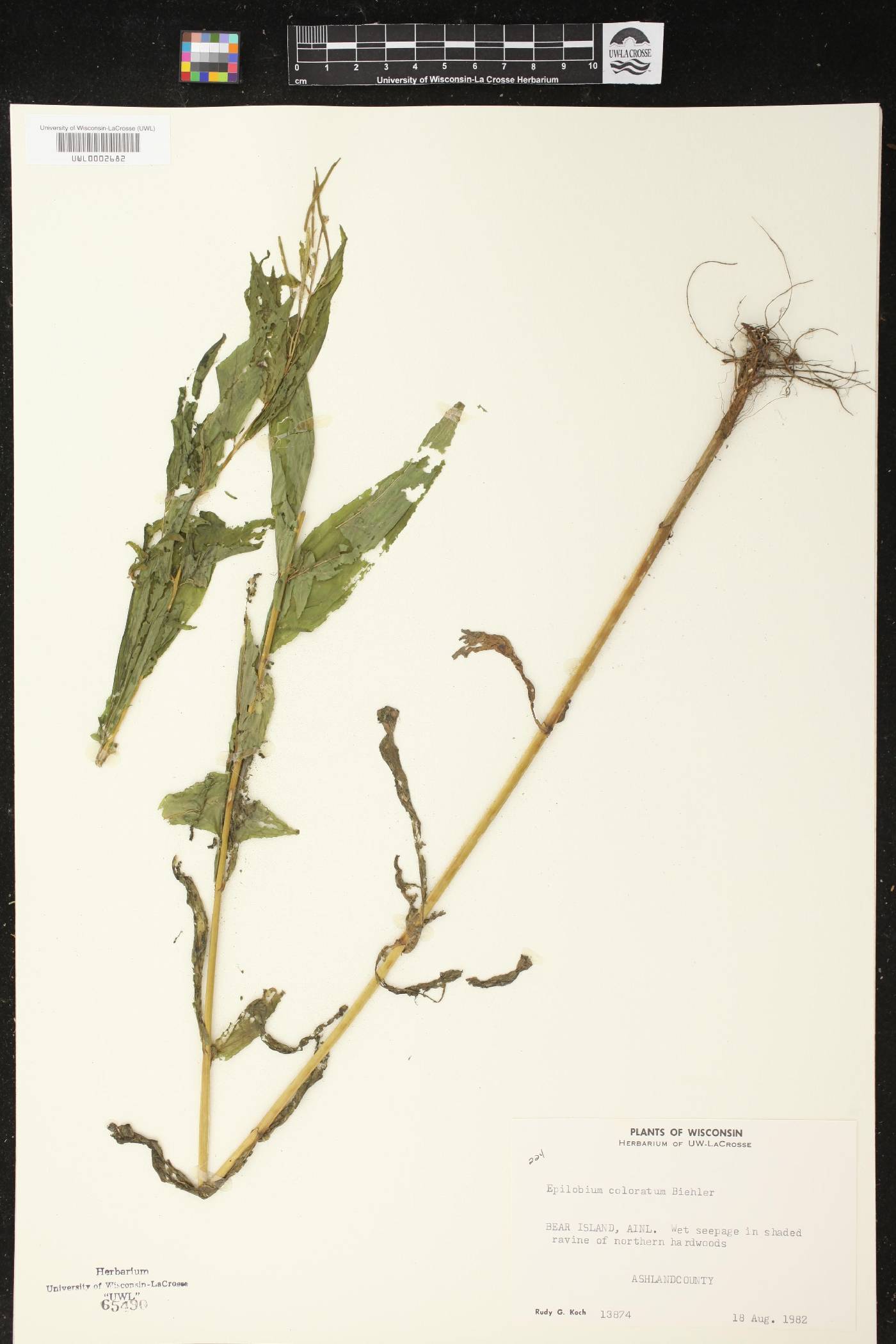 Epilobium coloratum image