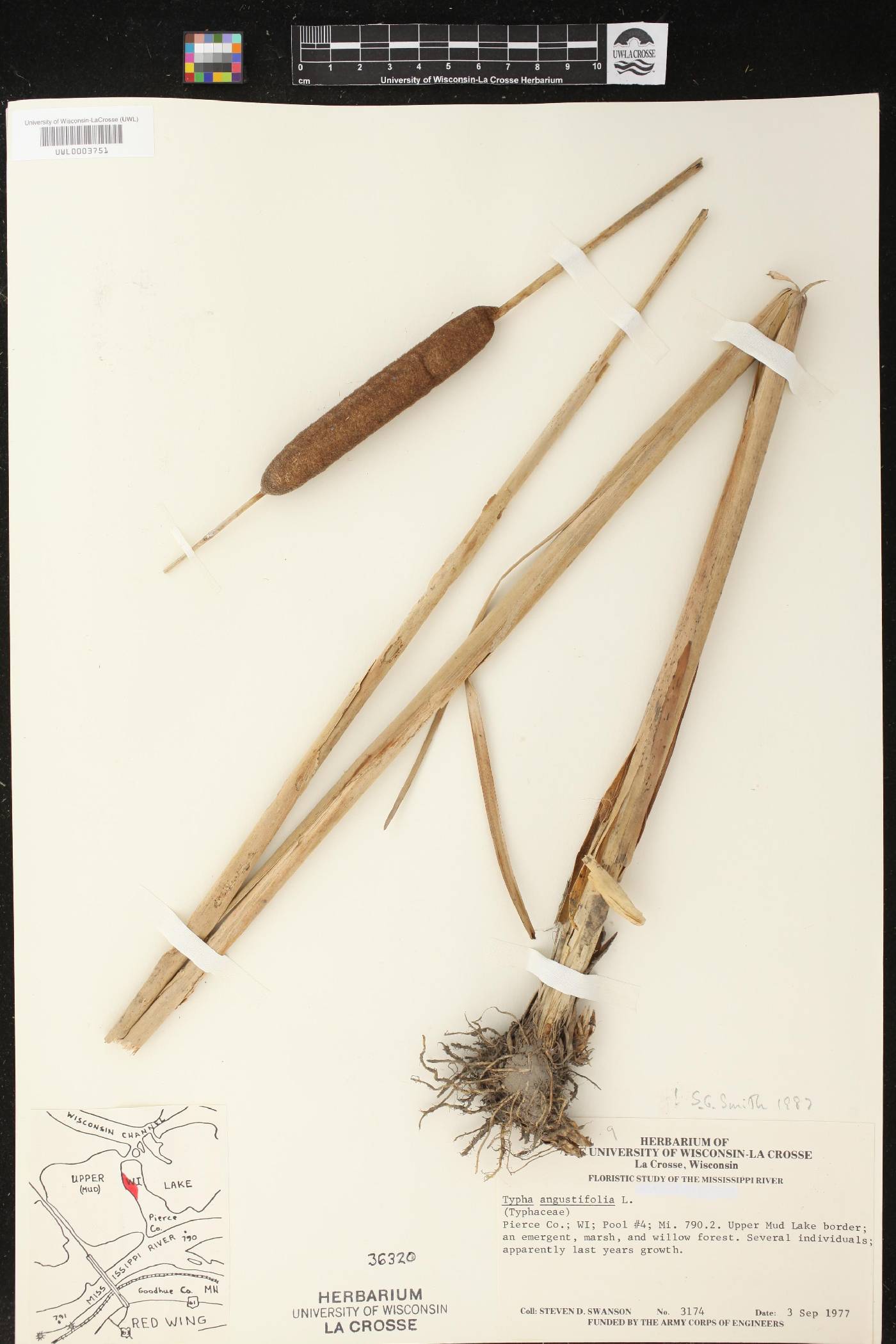 Typha angustifolia image