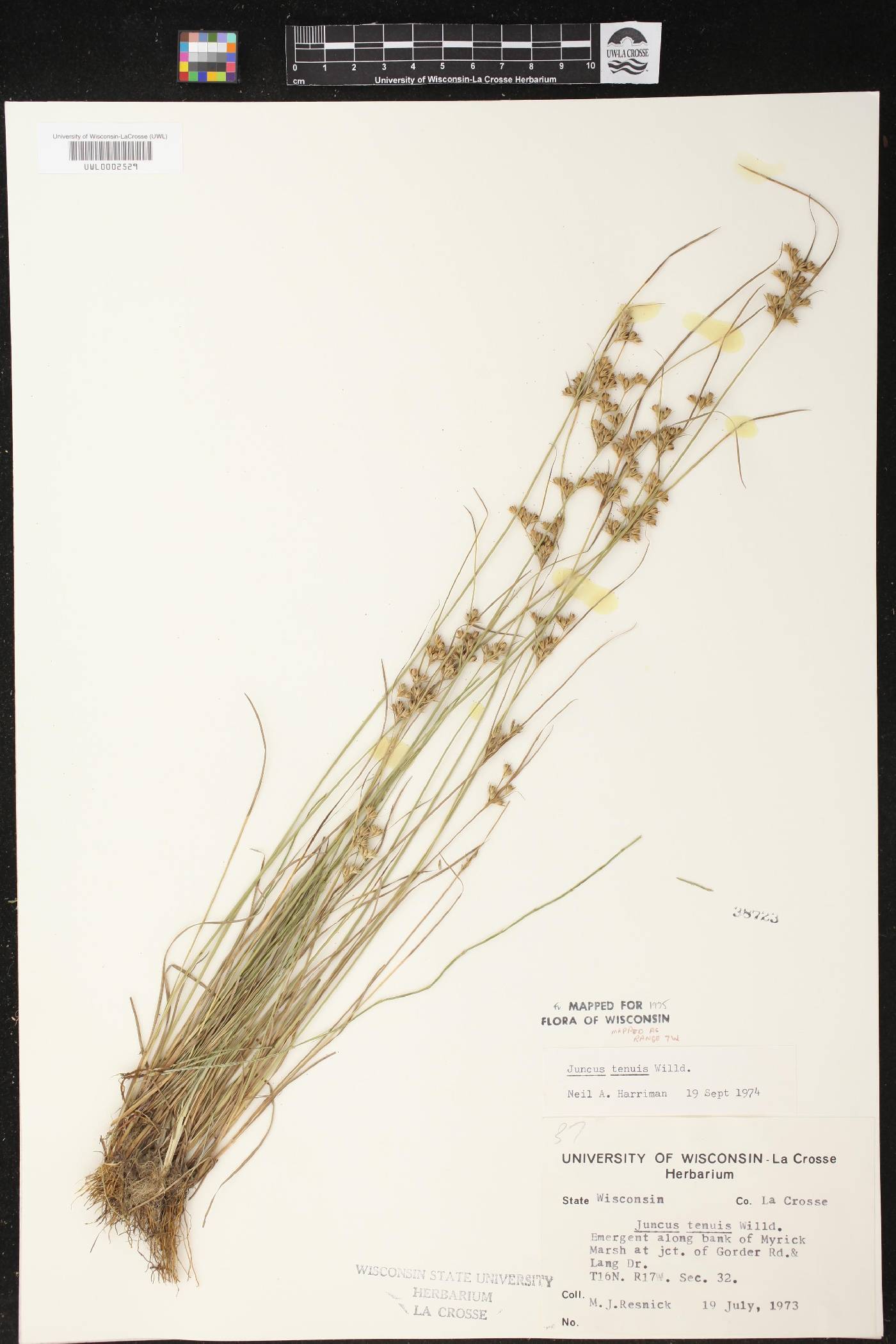 Juncus tenuis image