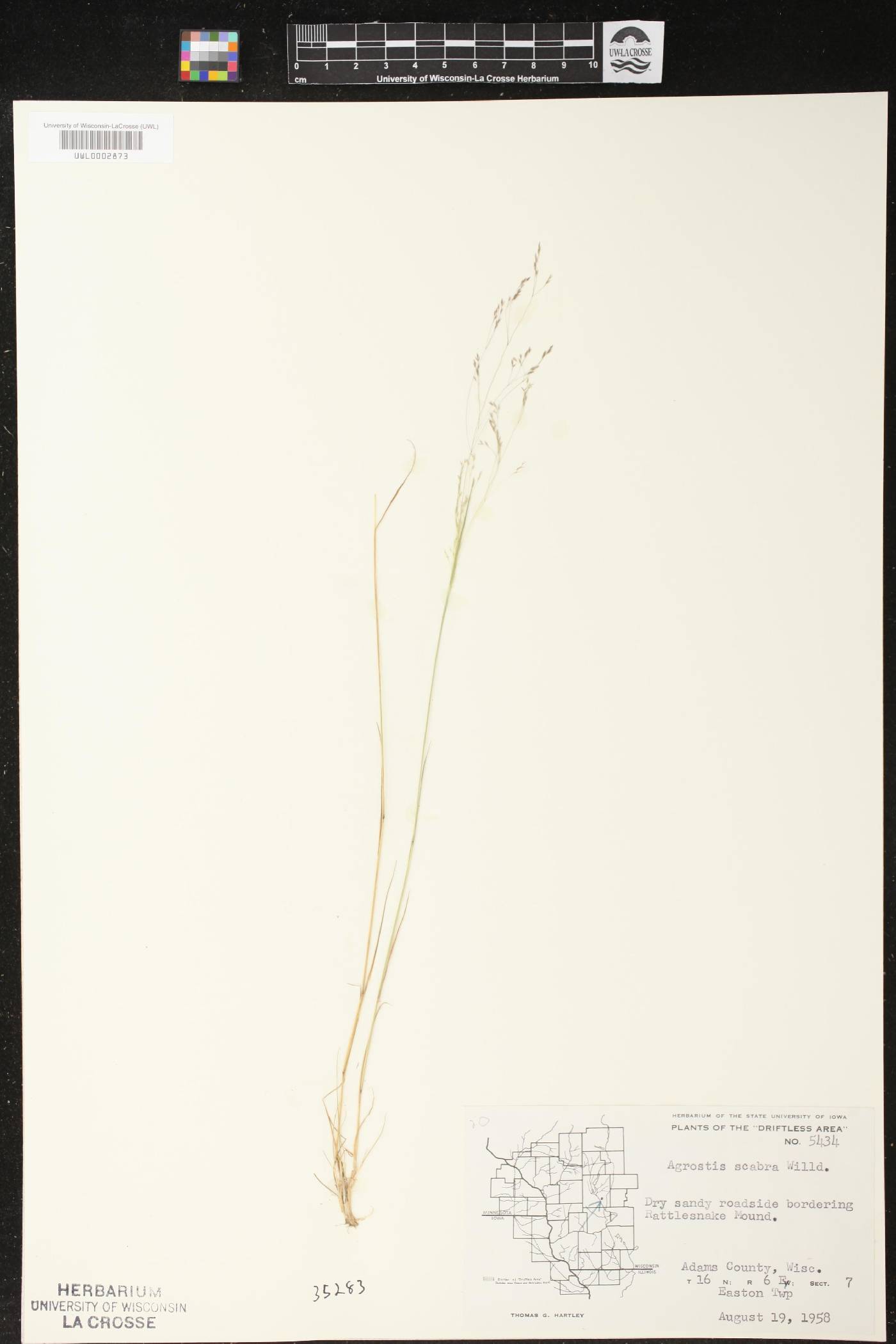 Agrostis scabra image
