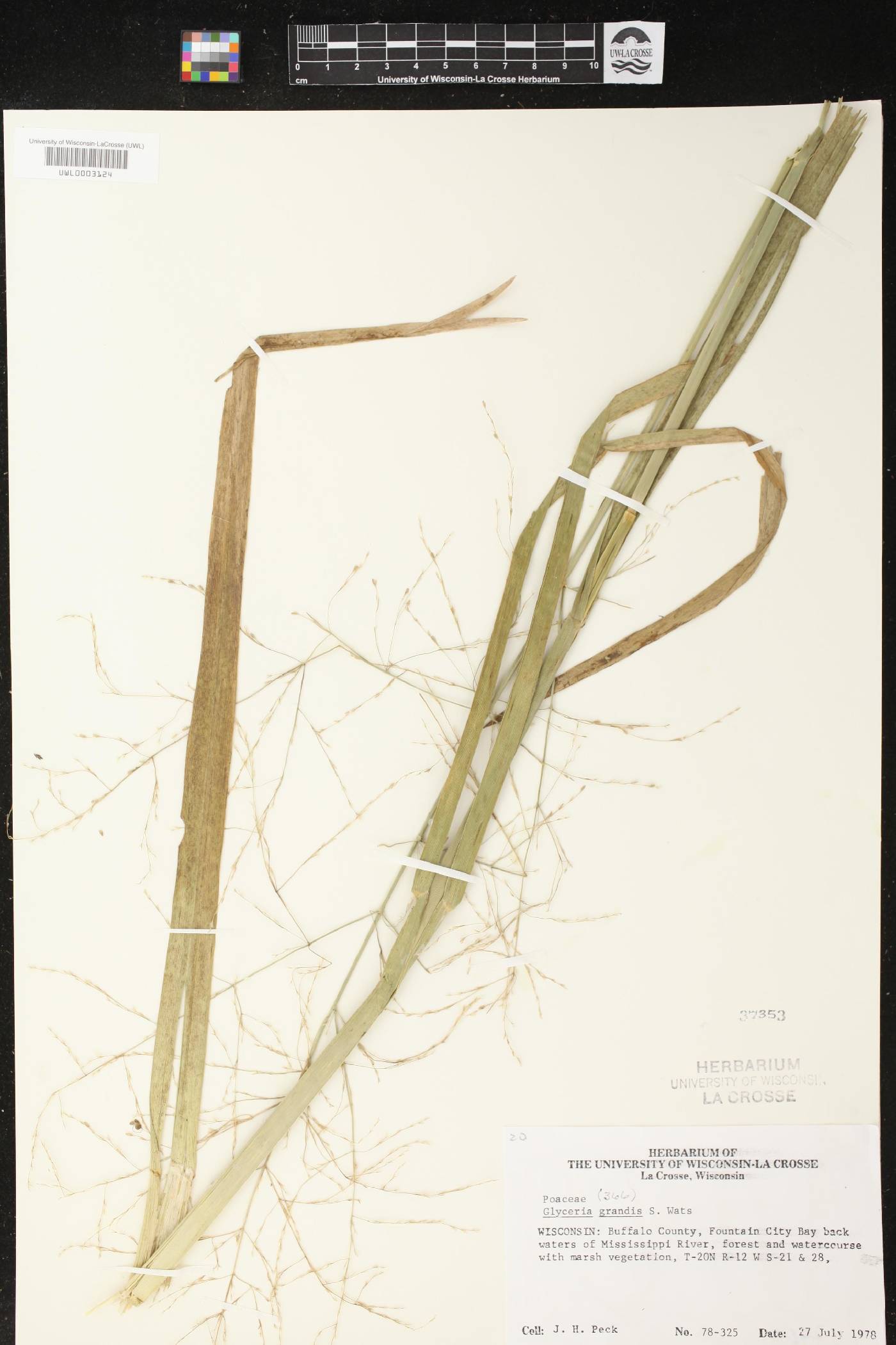 Glyceria grandis image