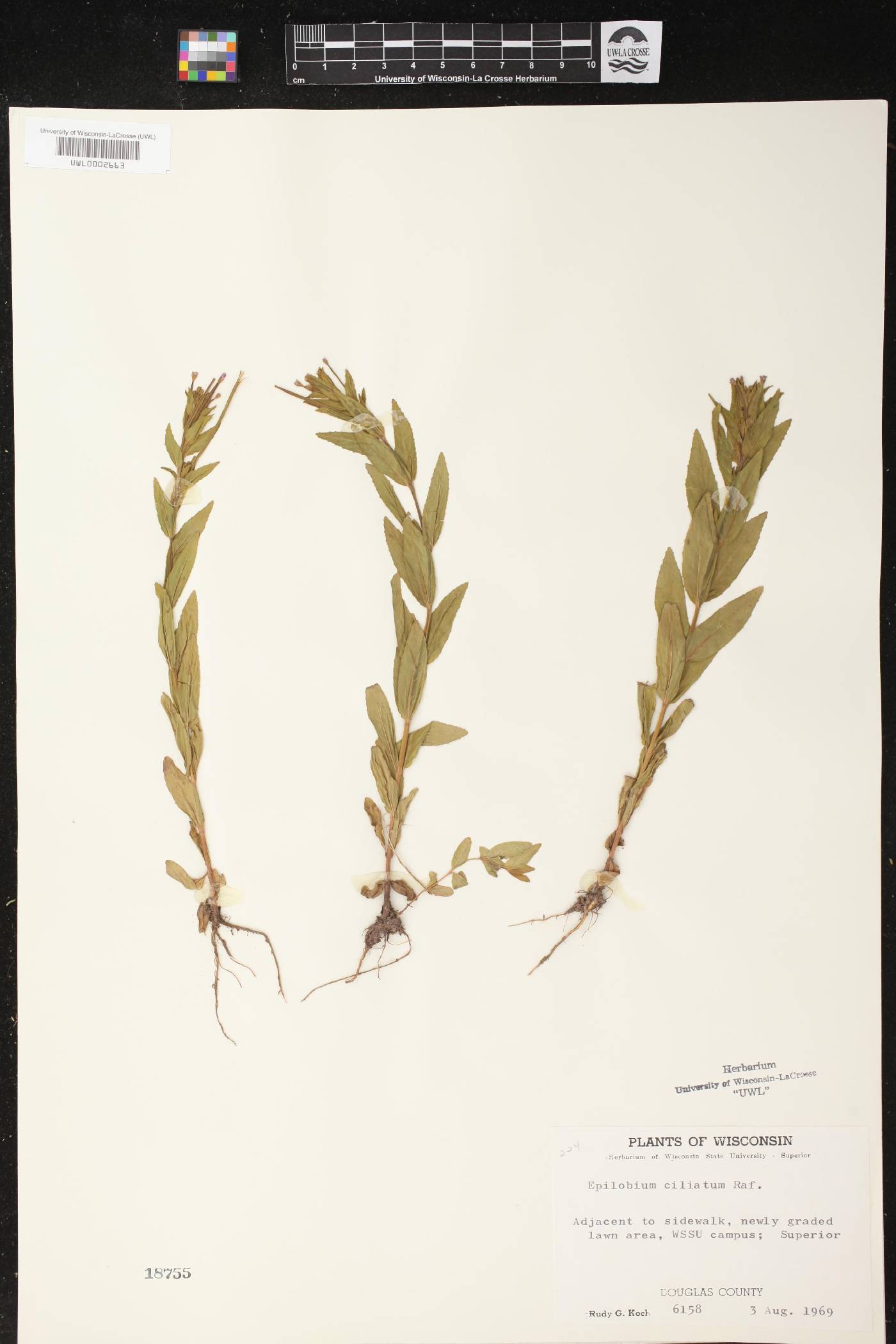 Epilobium ciliatum image