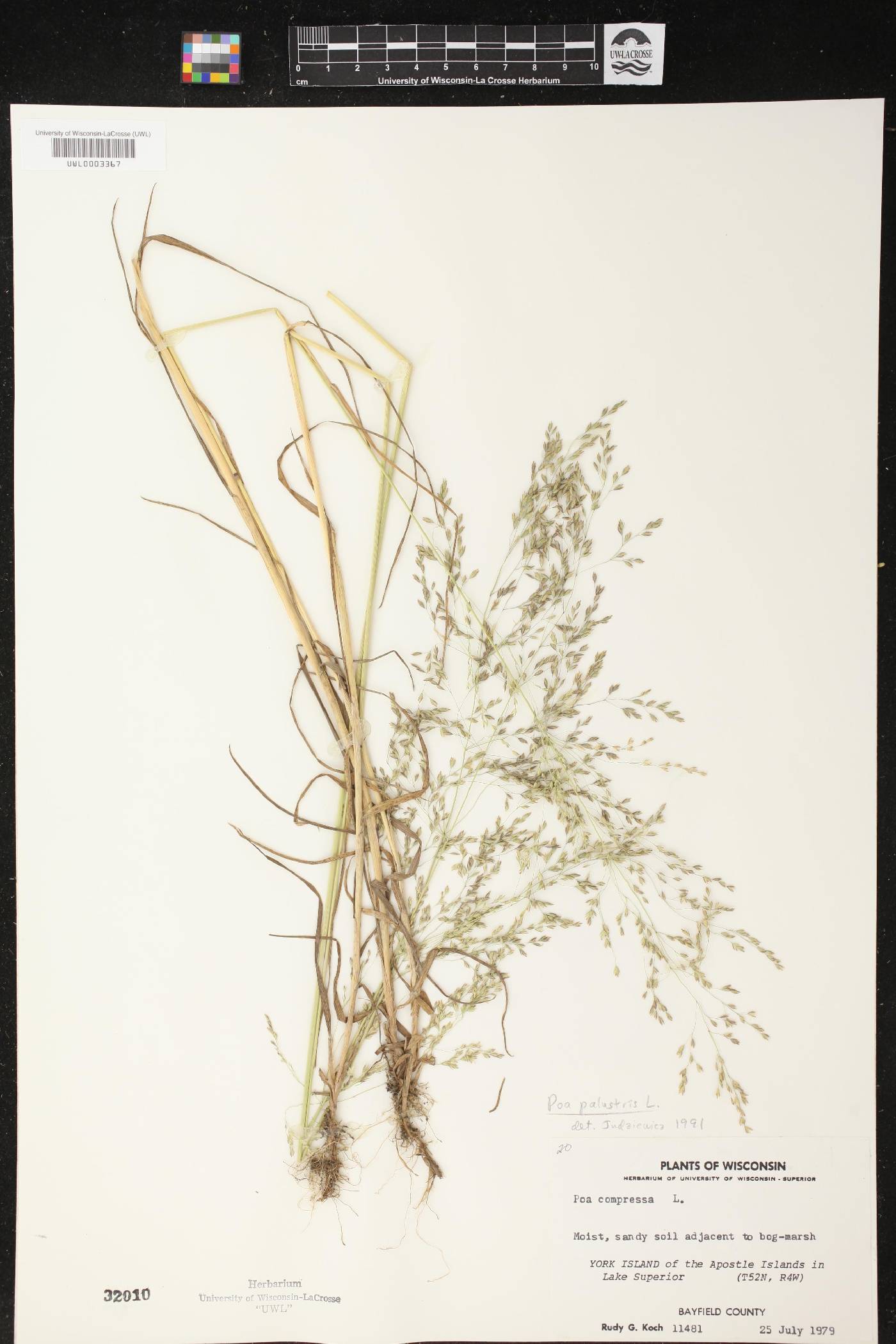Poa palustris image