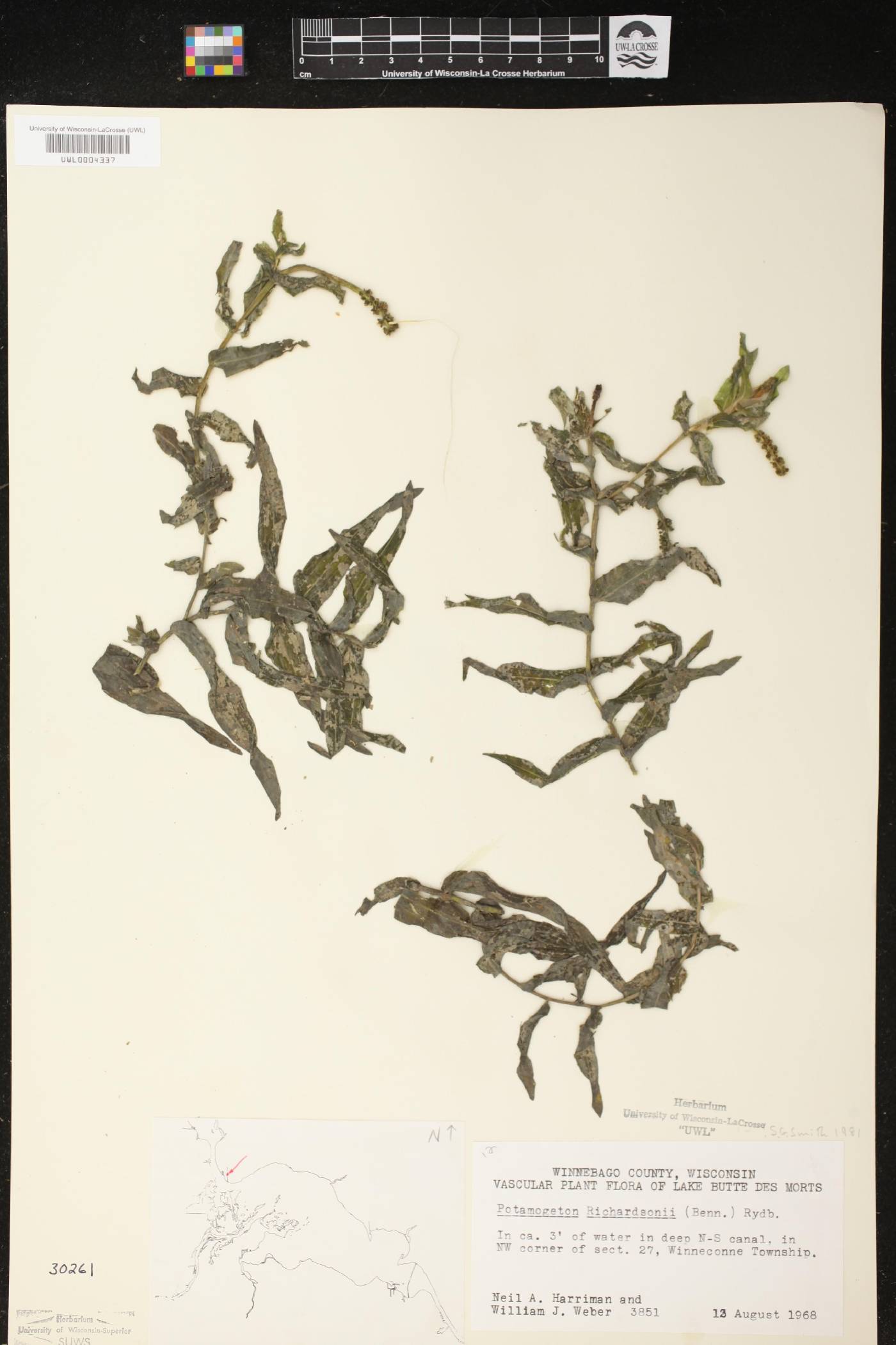 Potamogeton richardsonii image