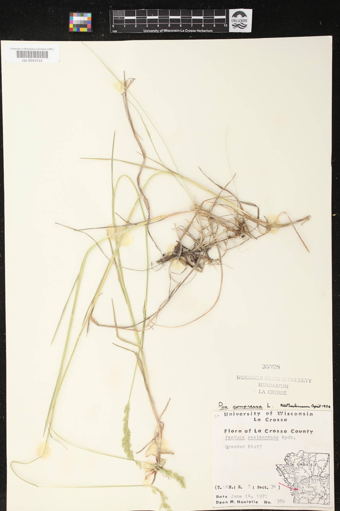 Poa compressa image
