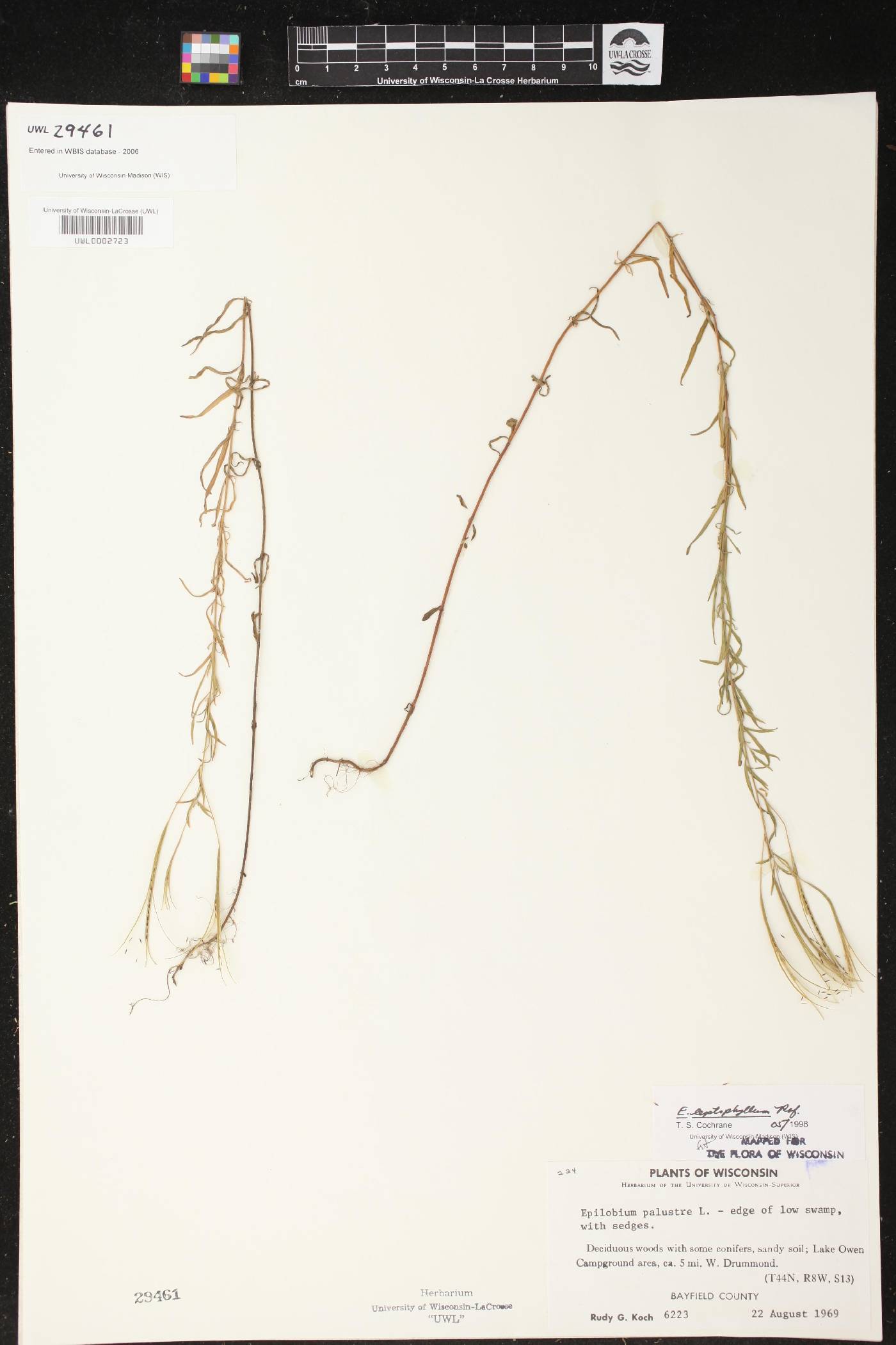 Epilobium leptophyllum image