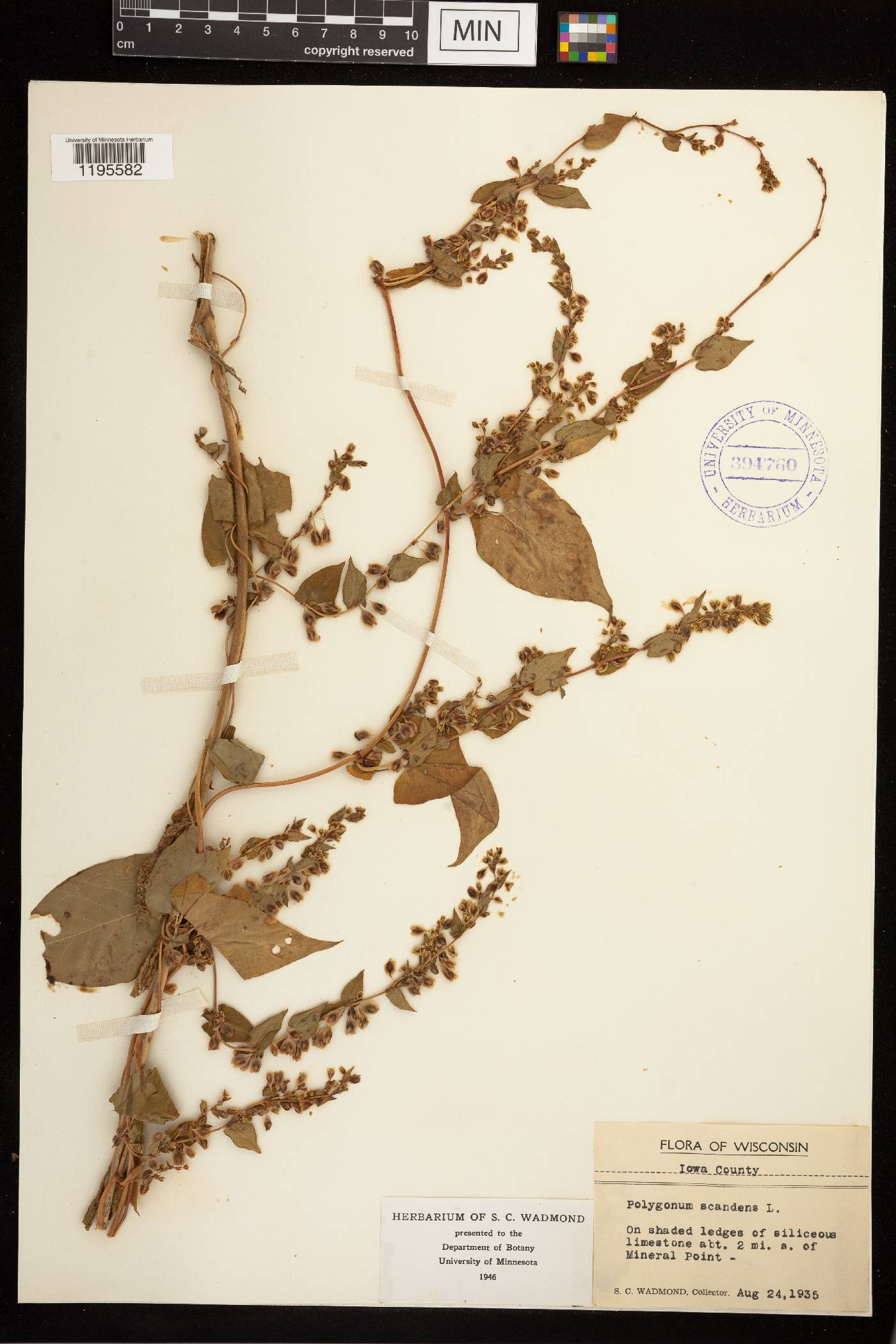Fallopia scandens image
