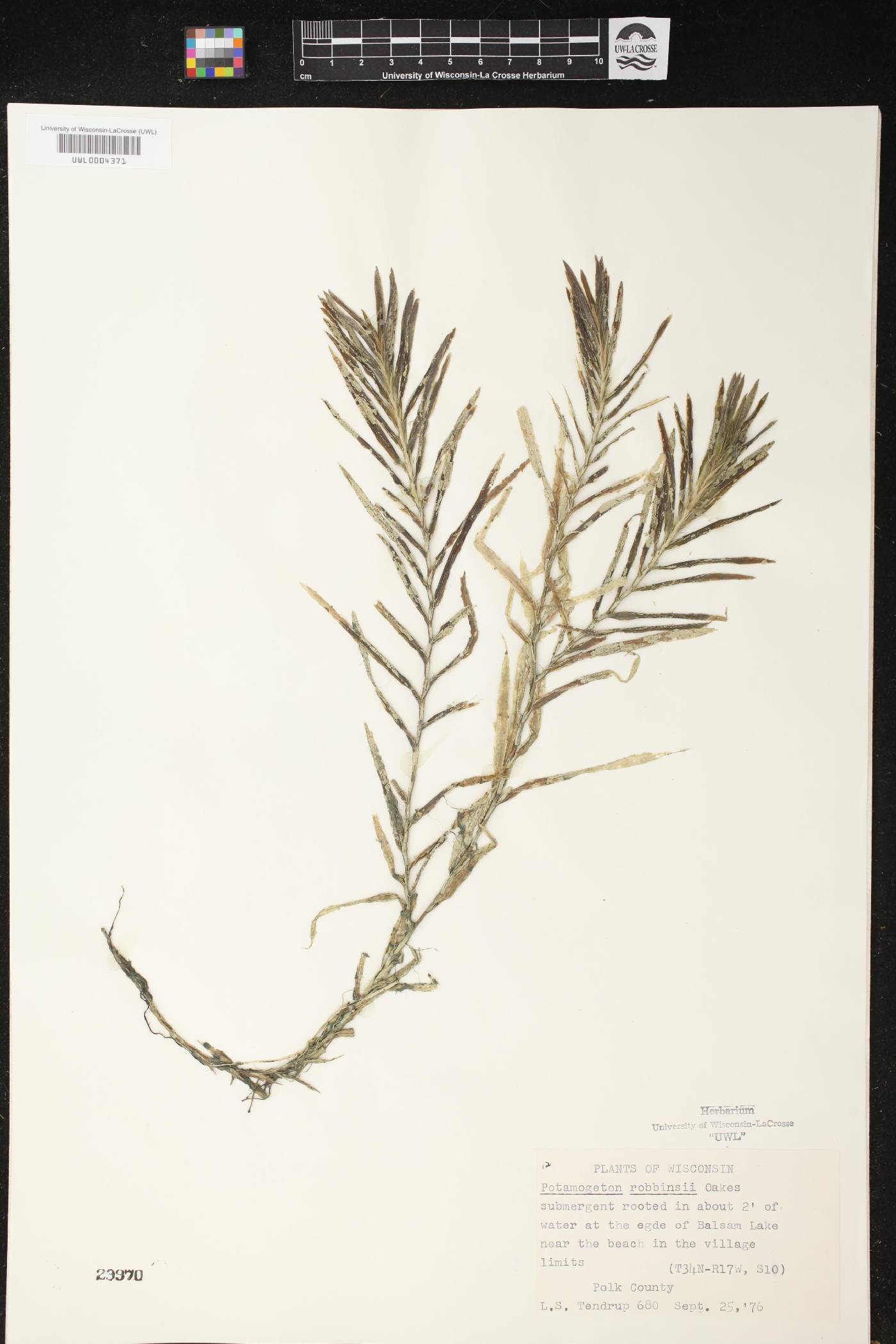 Potamogeton robbinsii image