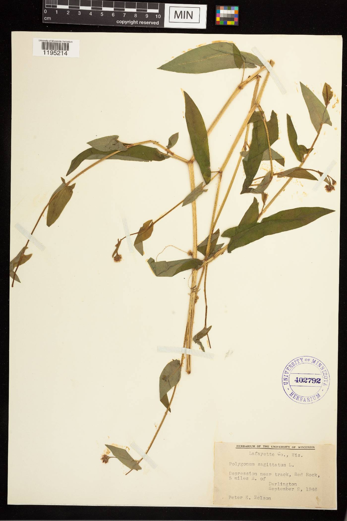 Persicaria sagittata image