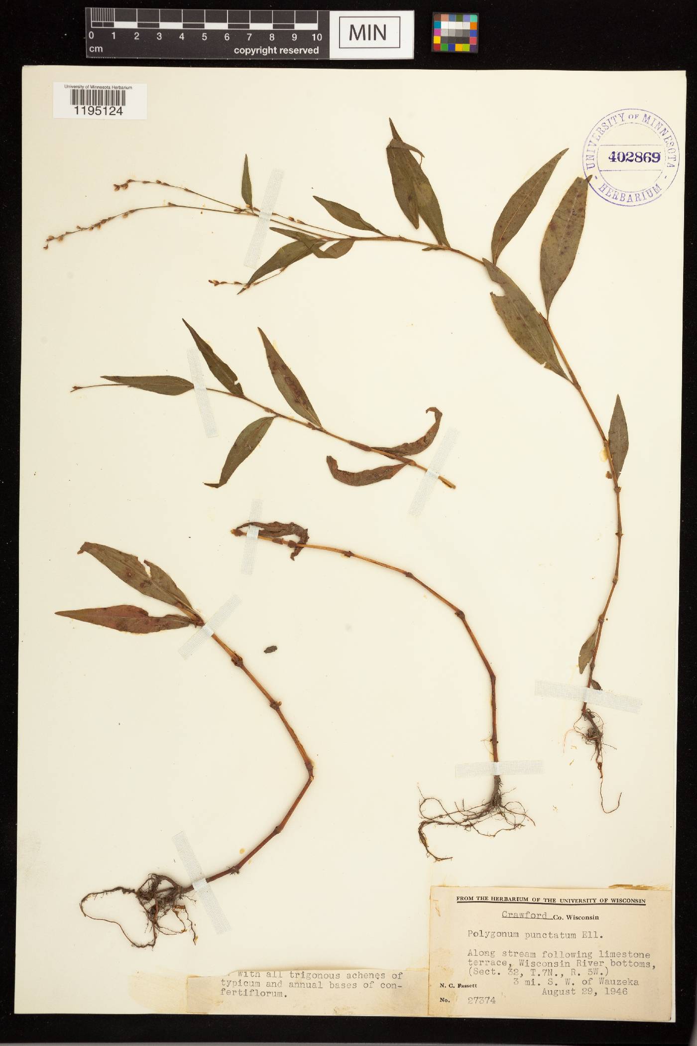 Persicaria punctata image