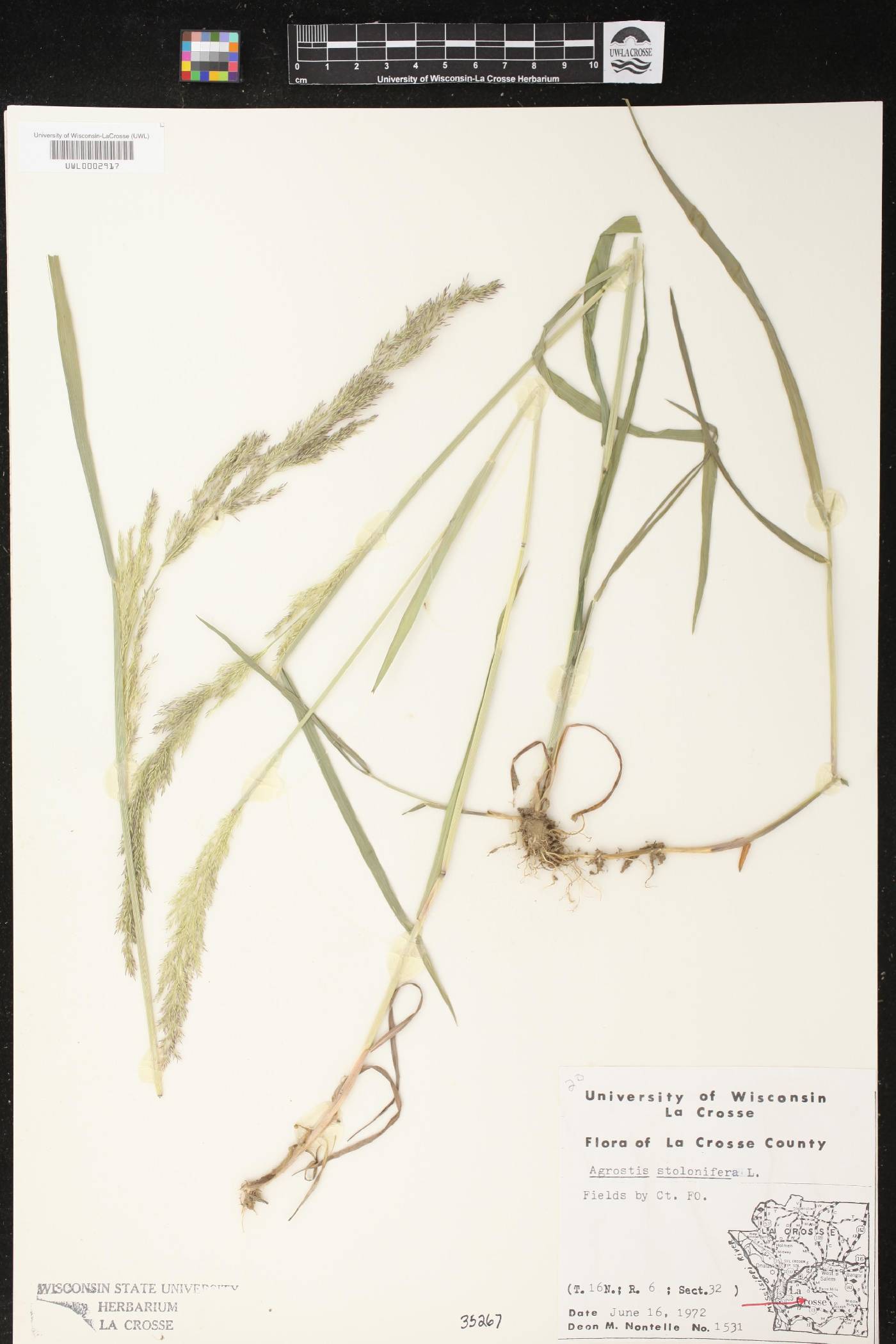 Agrostis stolonifera image