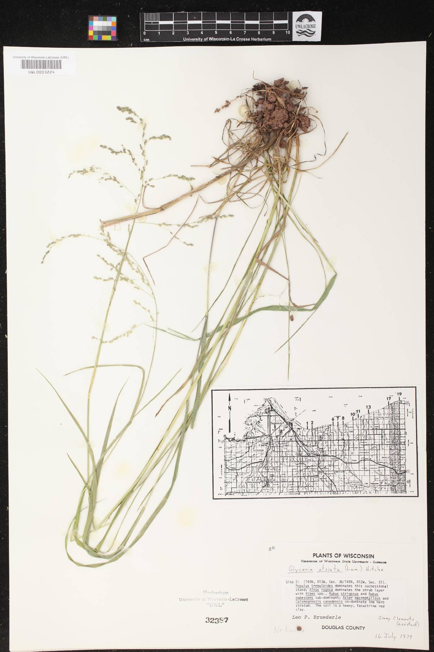 Glyceria striata image