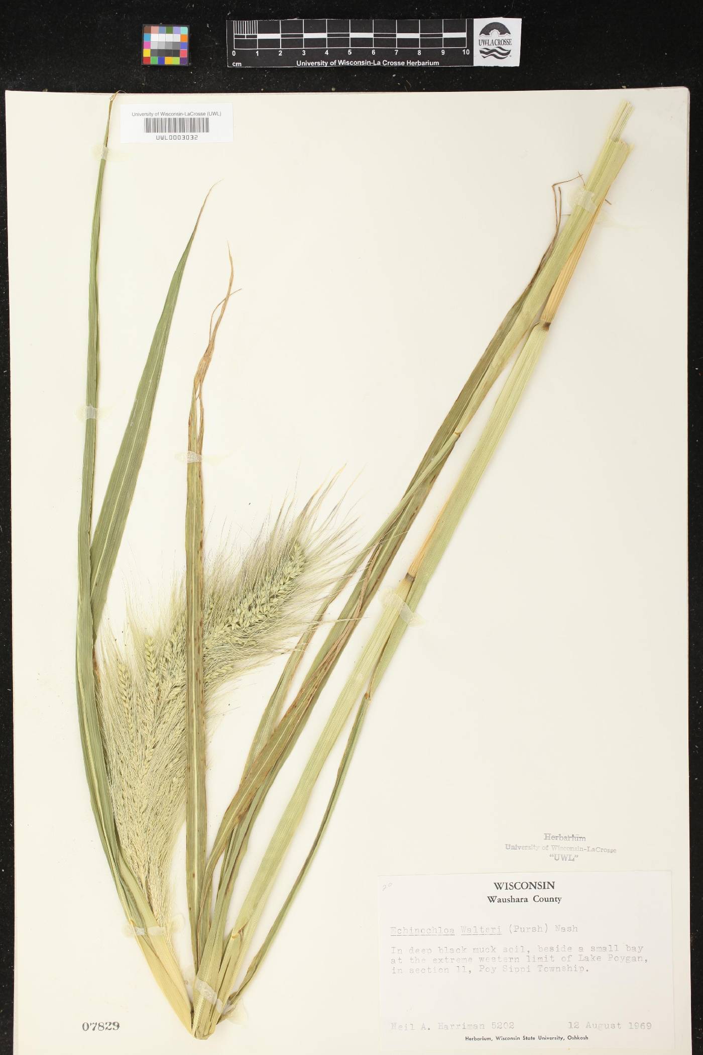 Echinochloa walteri image