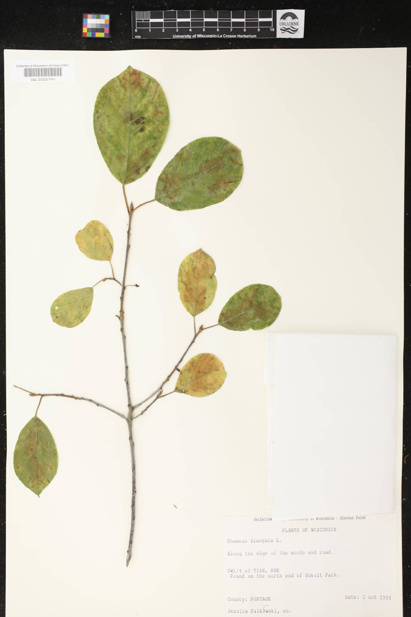 Frangula alnus image