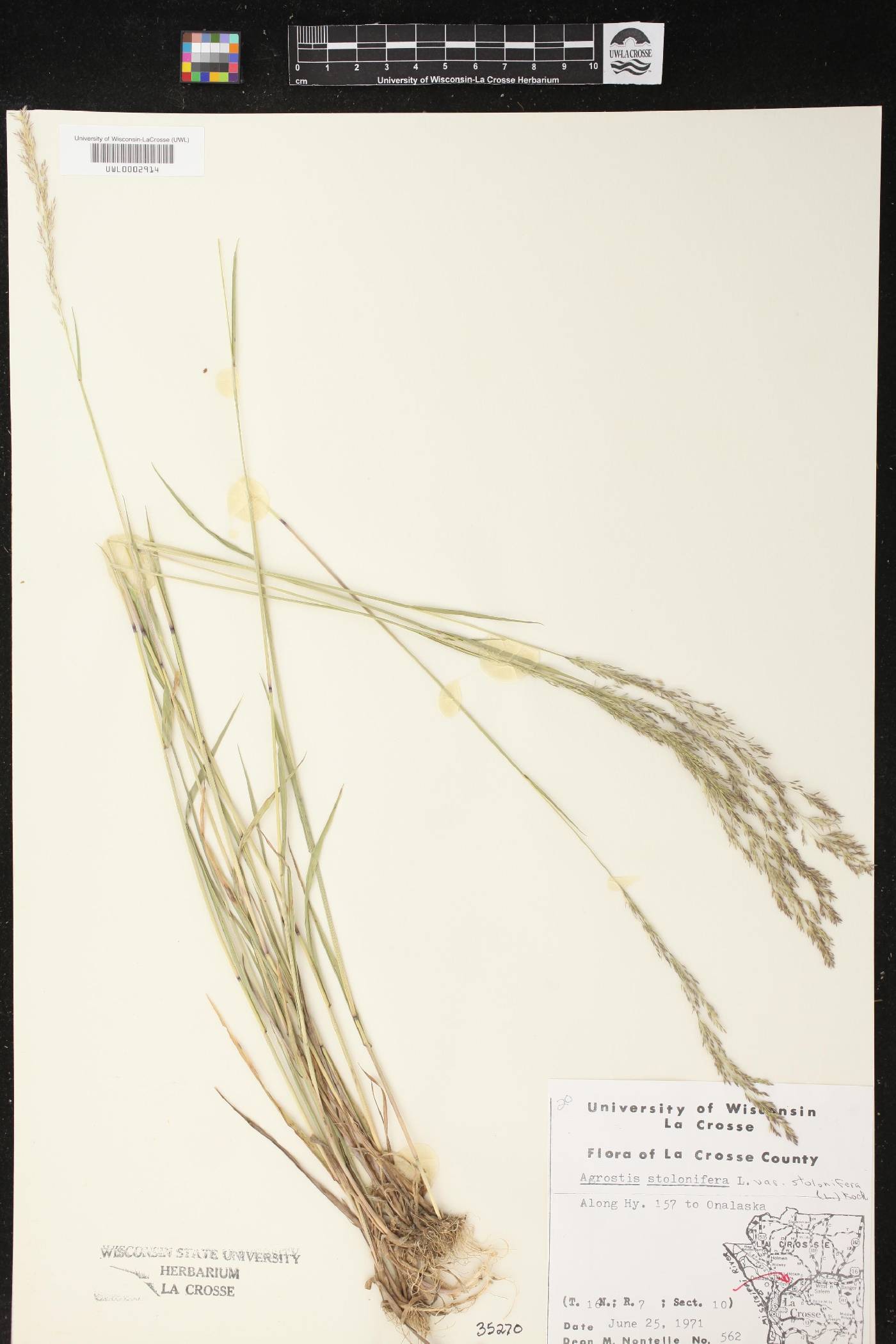 Agrostis stolonifera image