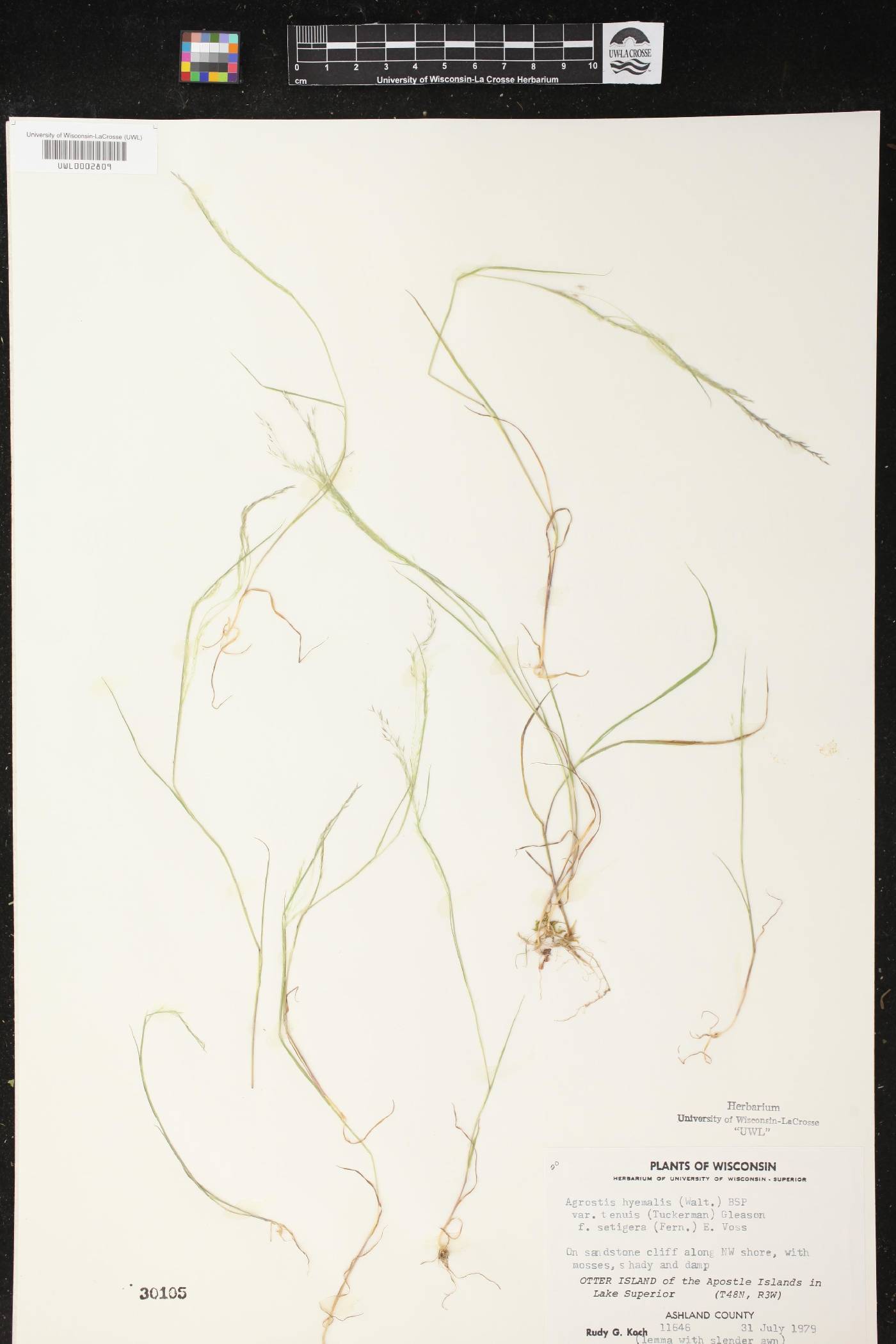 Agrostis scabra image