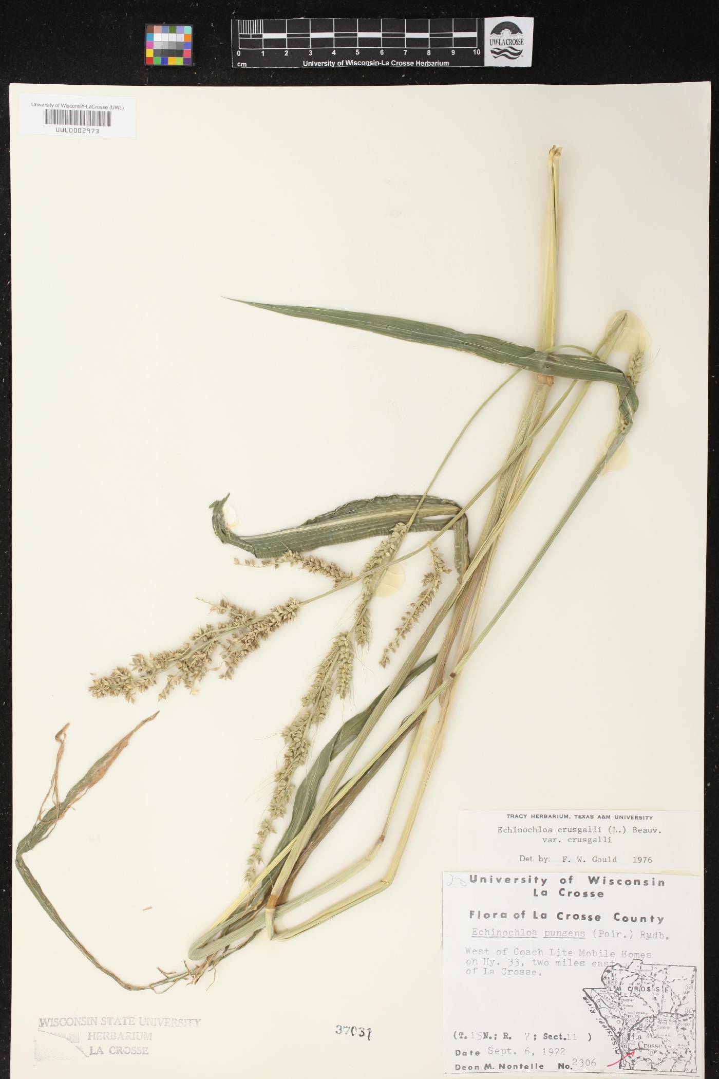 Echinochloa crus-galli image