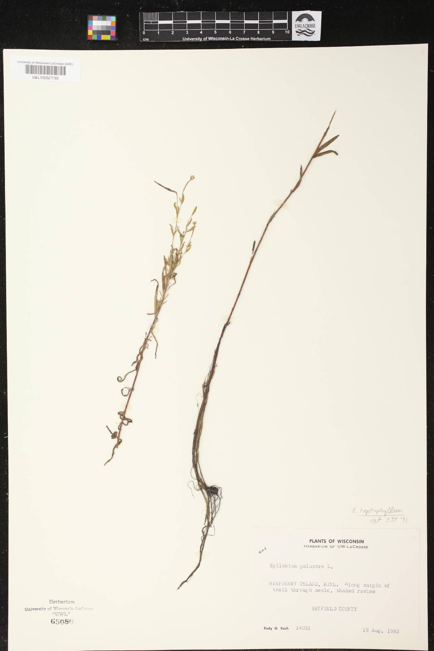 Epilobium leptophyllum image