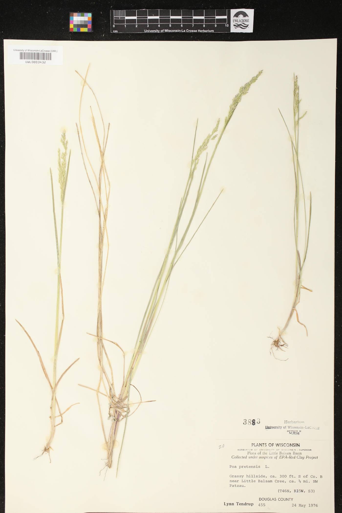 Poa pratensis image