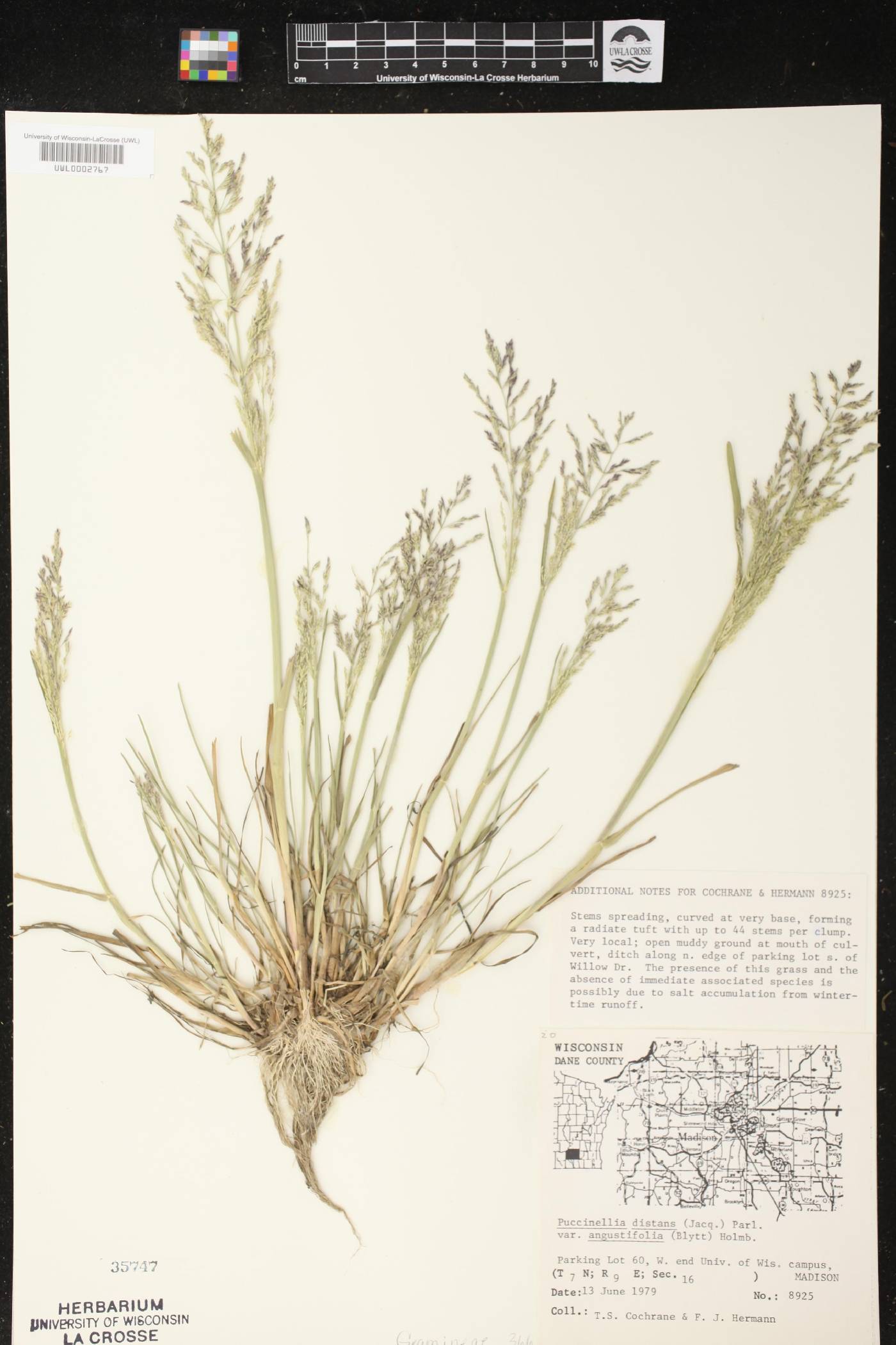 Puccinellia distans subsp. borealis image