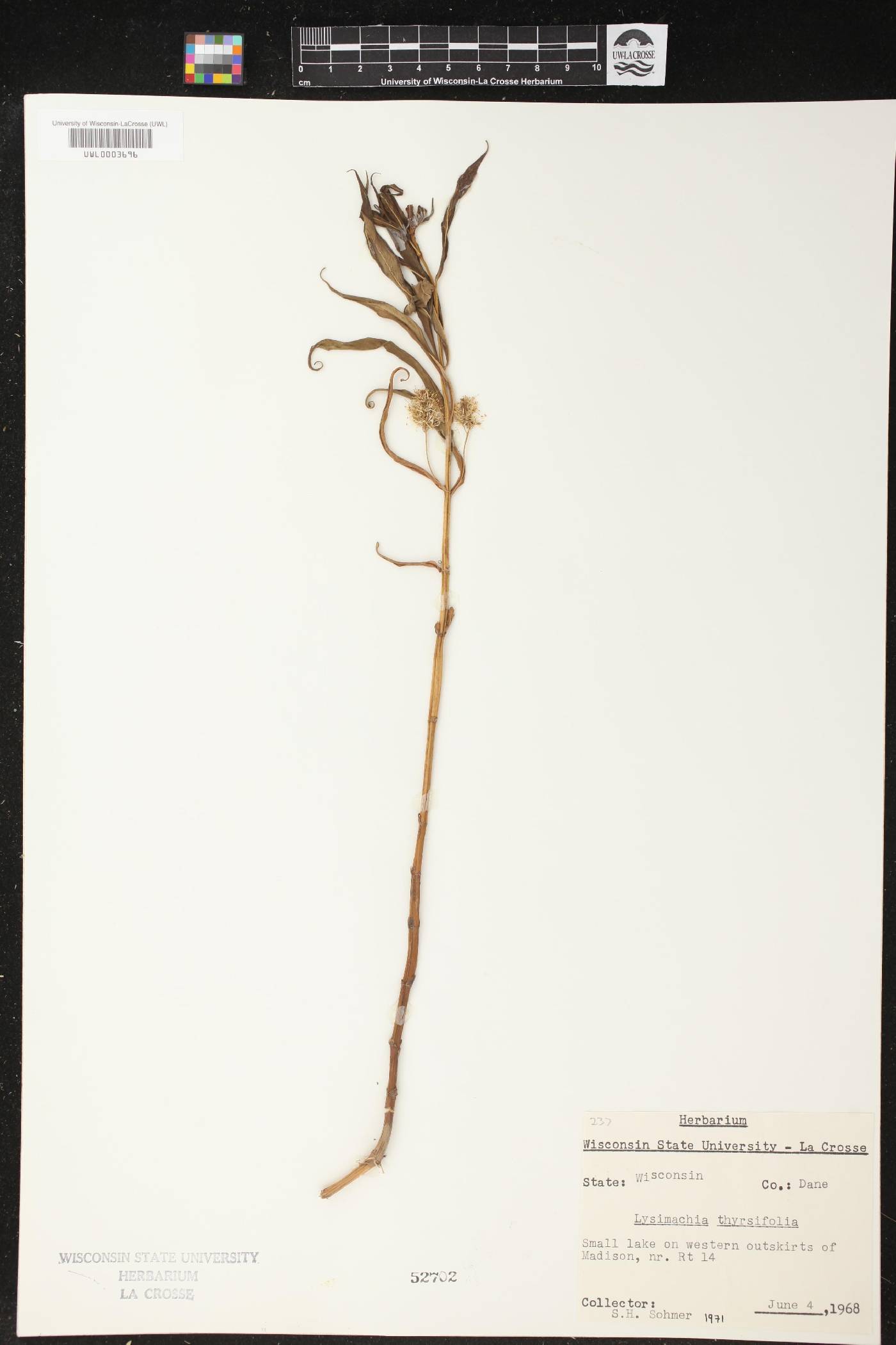 Lysimachia thyrsiflora image