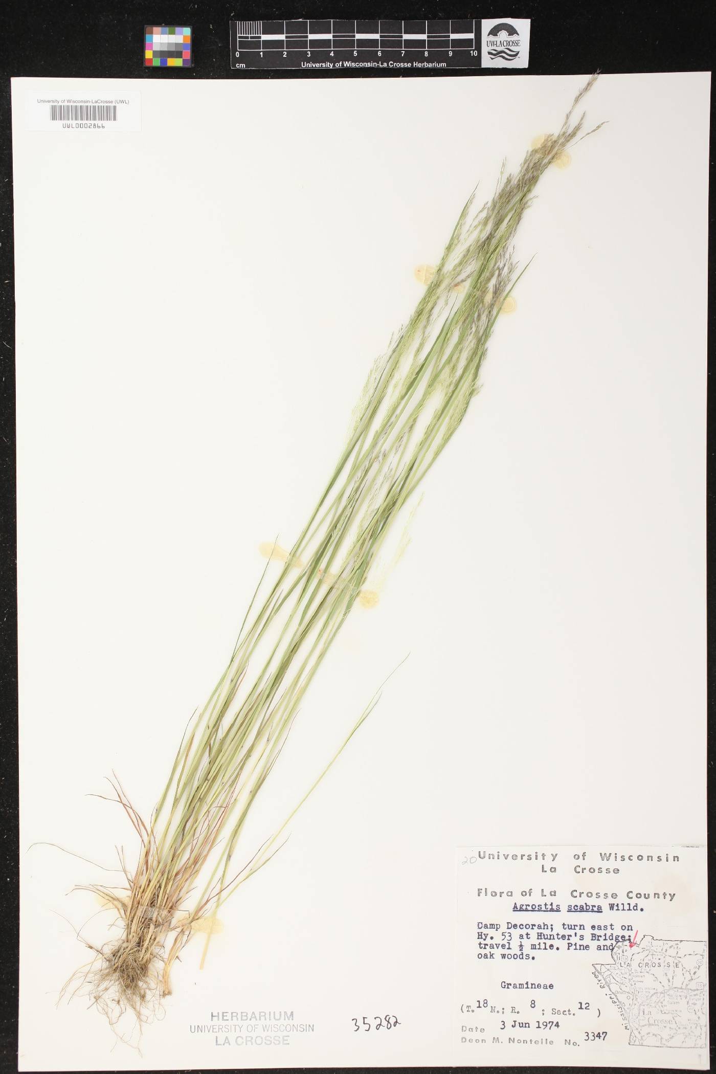 Agrostis scabra image